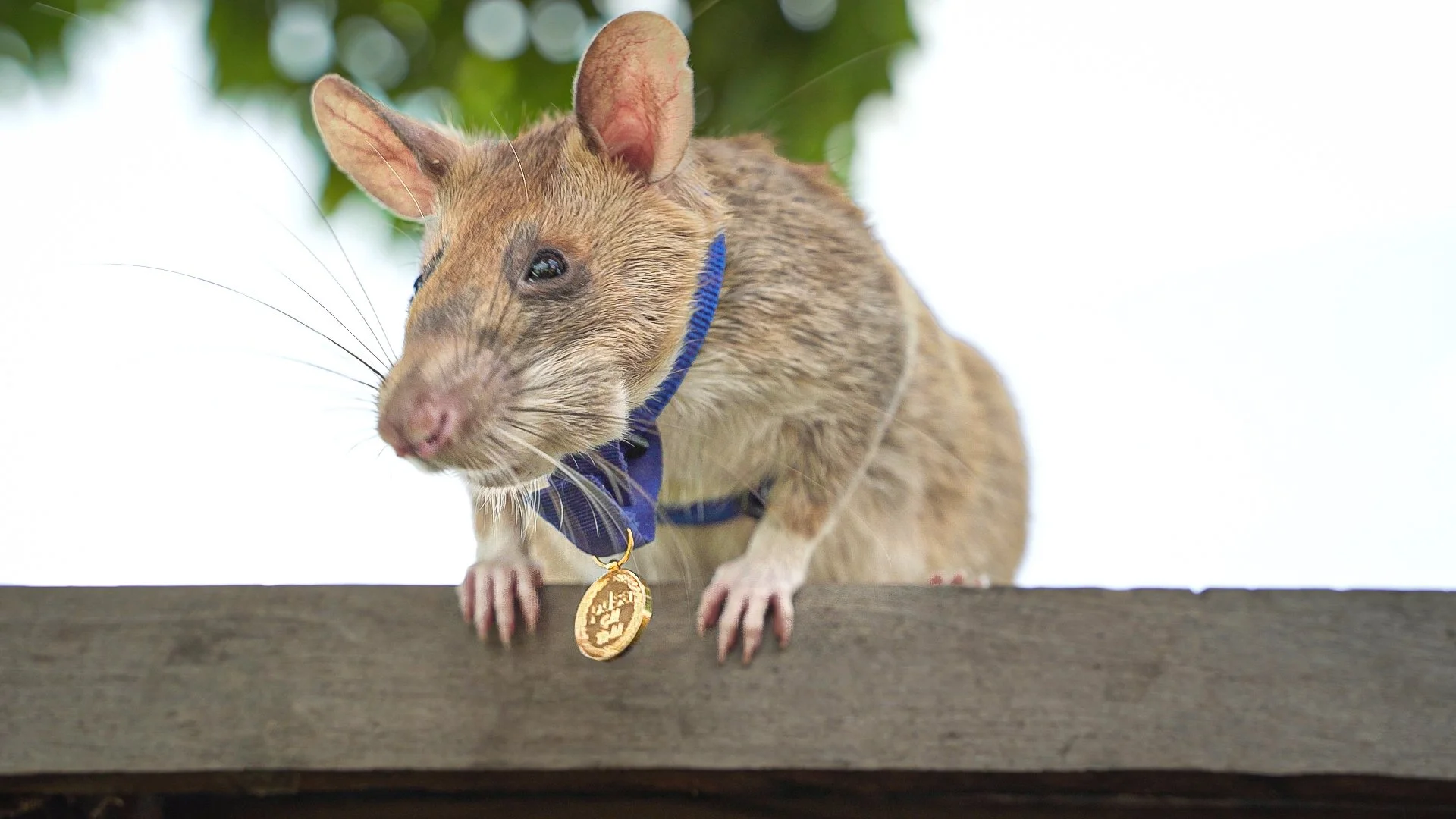 ©APOPO HeroRAT Magawa wearing his PDSA Gold Medal.jpg