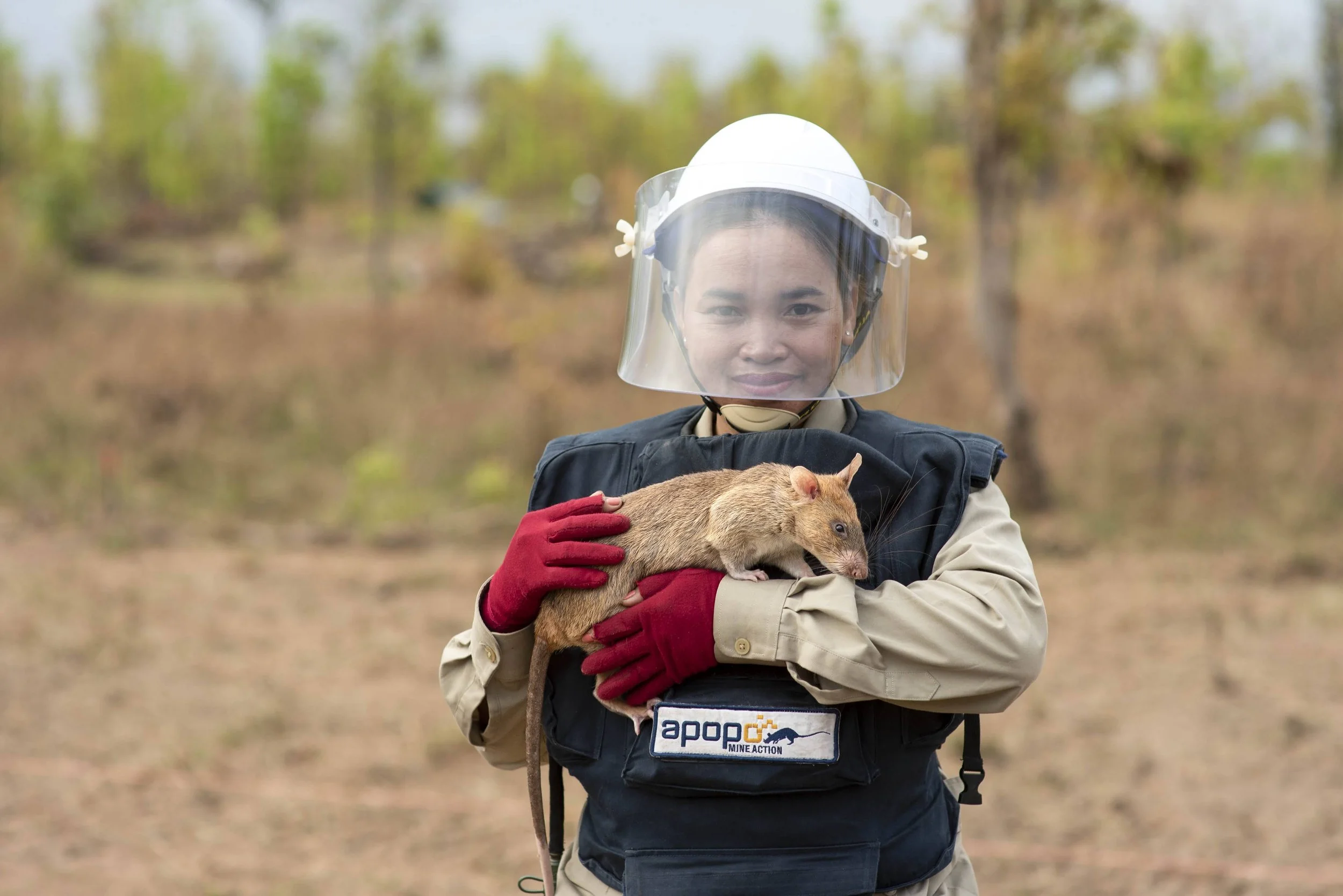 @APOPO_8535 Mine Detection Rat Cambodia and handler Sokun.jpg