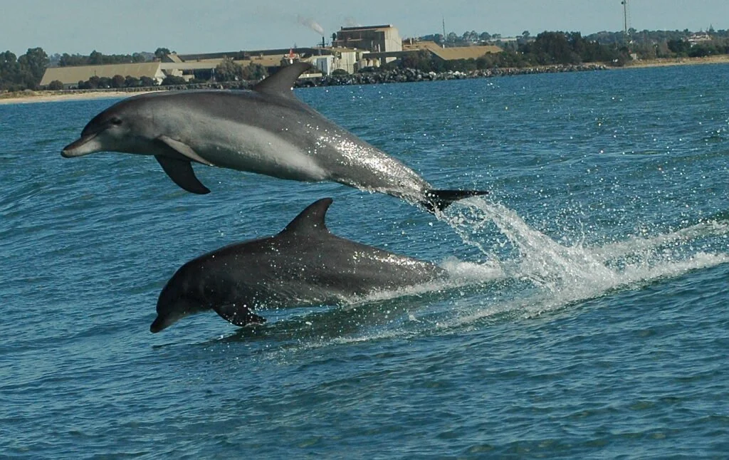 Two dolphins jumping out of the water near a shoreline with industrial buildings in the background.