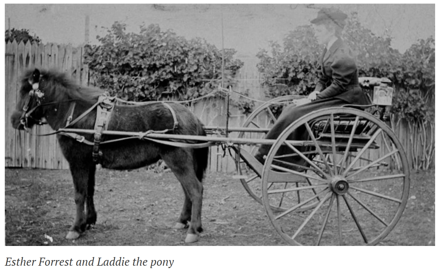 Black and white photo of a woman sitting on a horse-drawn cart in front of a wooden fence, with bushes in the background.