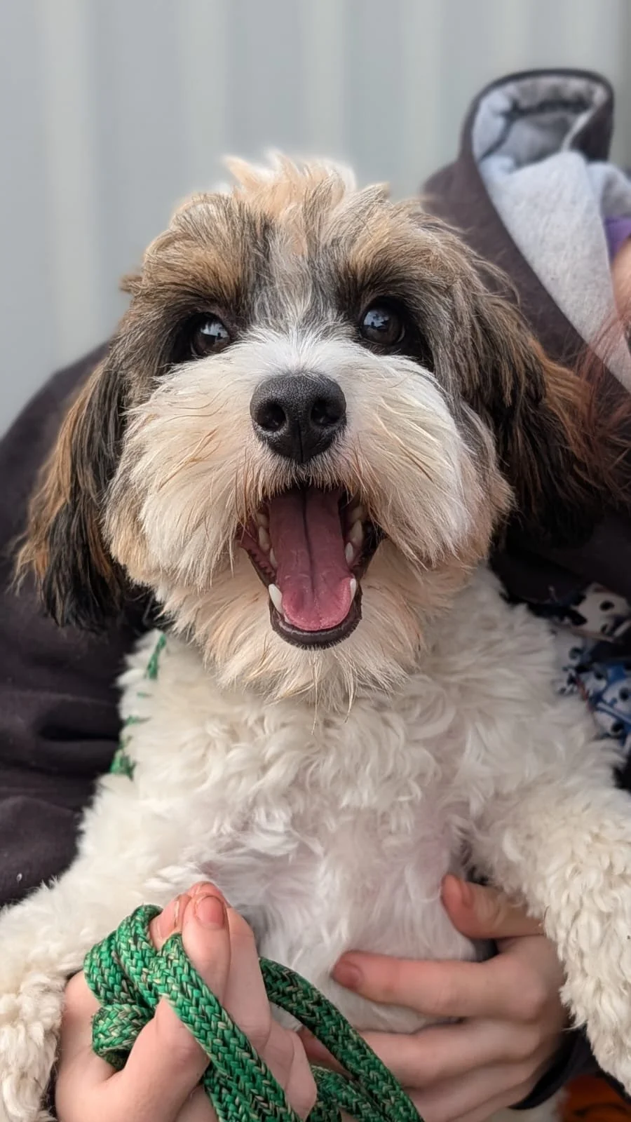 Close-up of a happy, fluffy dog with brown, white, and black fur, yawning while being held by a person.