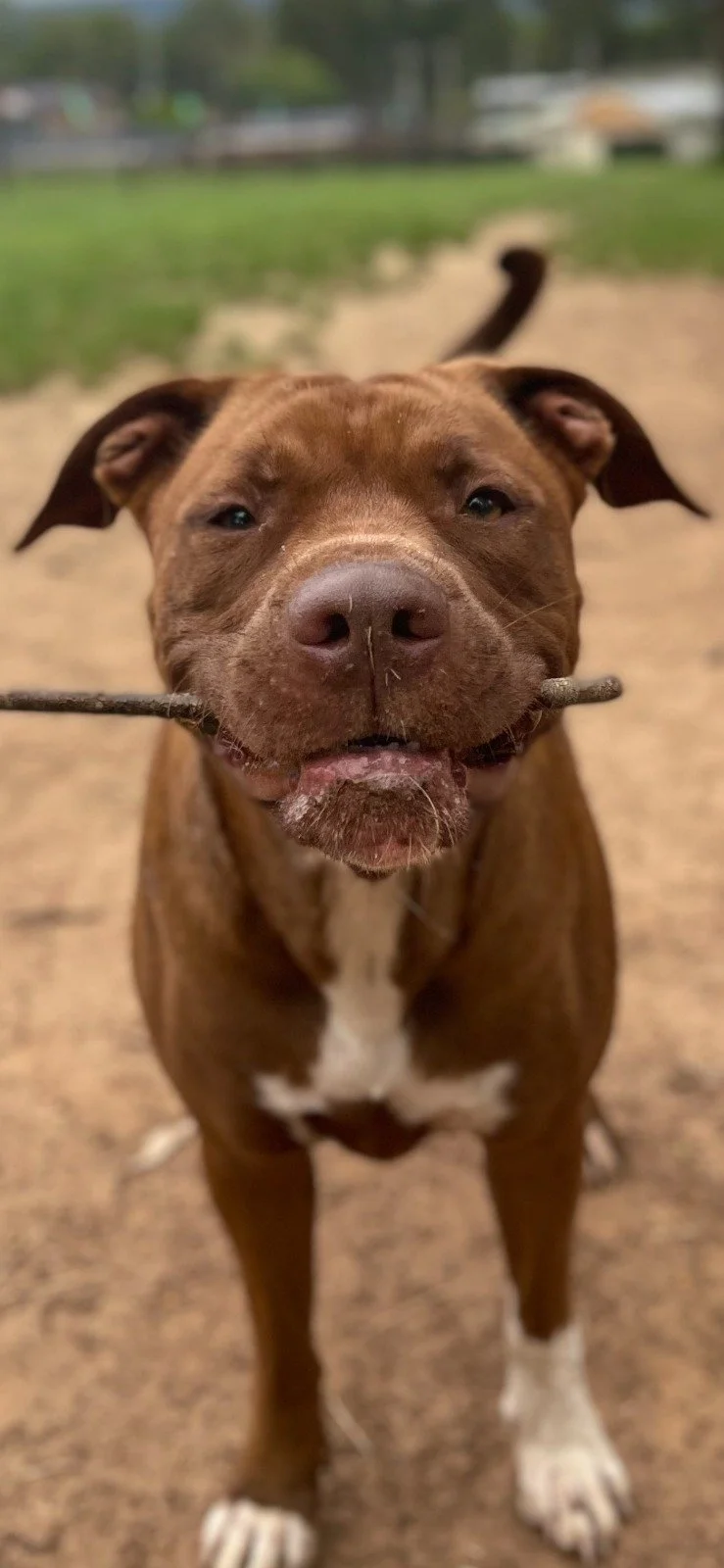 Close-up of a brown dog with a stick in its mouth, outdoors on a dirt surface.