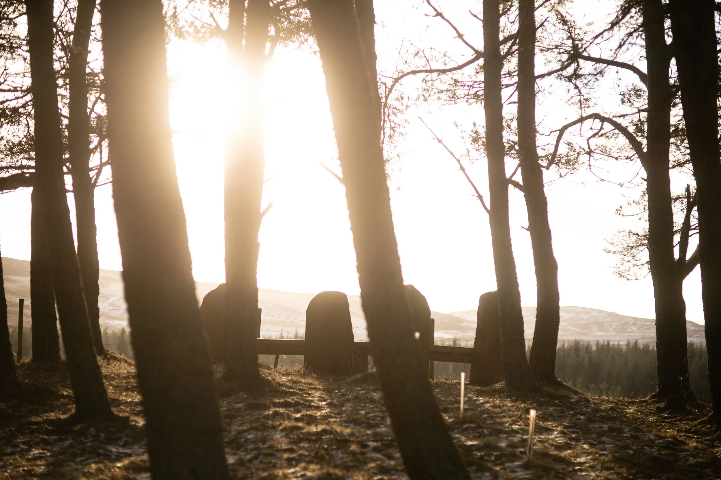 Trees with sunlight shining through them in a forest, with a distant hillside and a stone bench in the background. This bench is one of many sculptural features on the Corbenic Poetry Path founded by Jon Plunkett