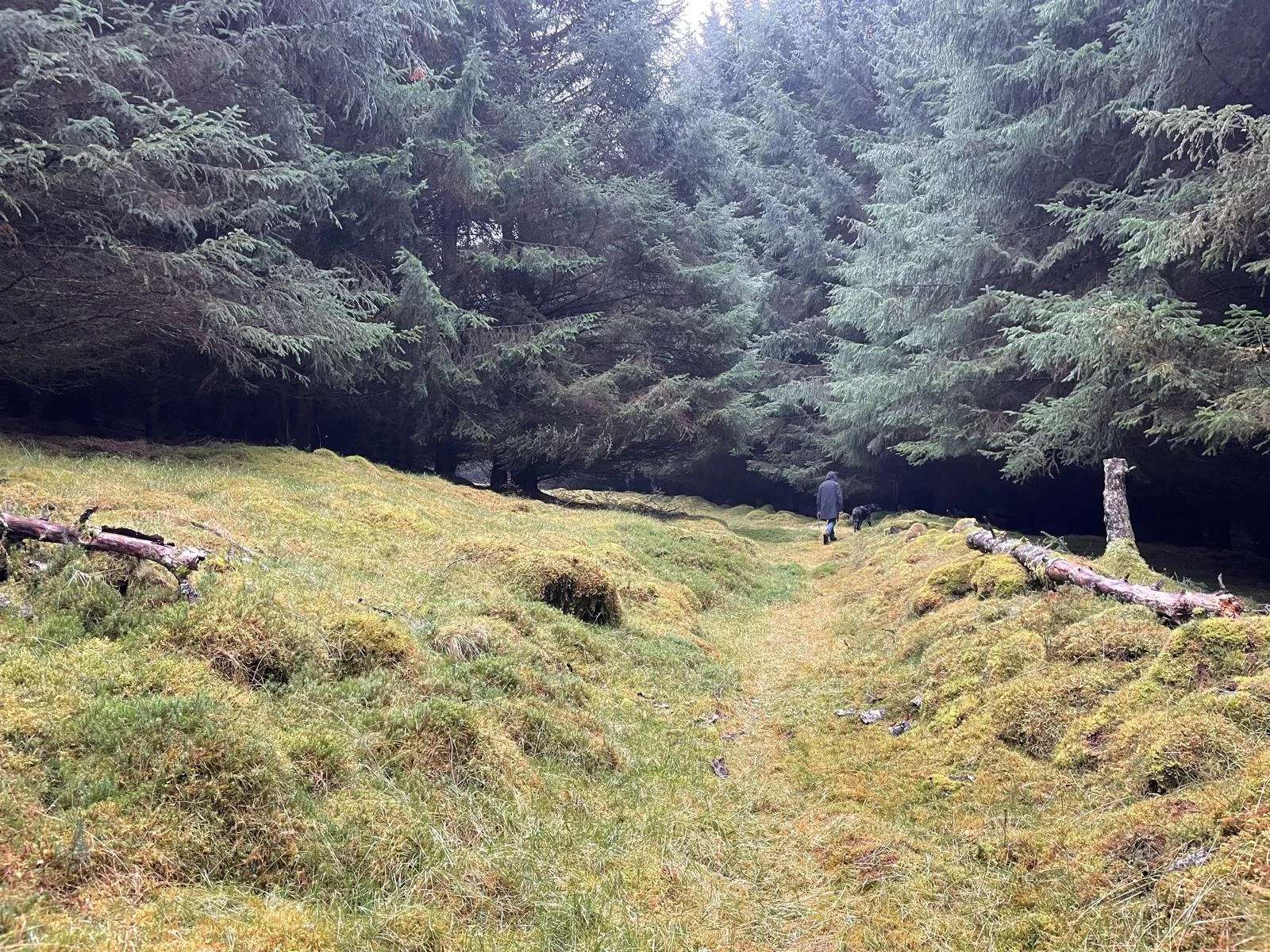 A person walking on a grassy trail through a dense forest of tall pine trees, with moss and fallen logs on the ground.