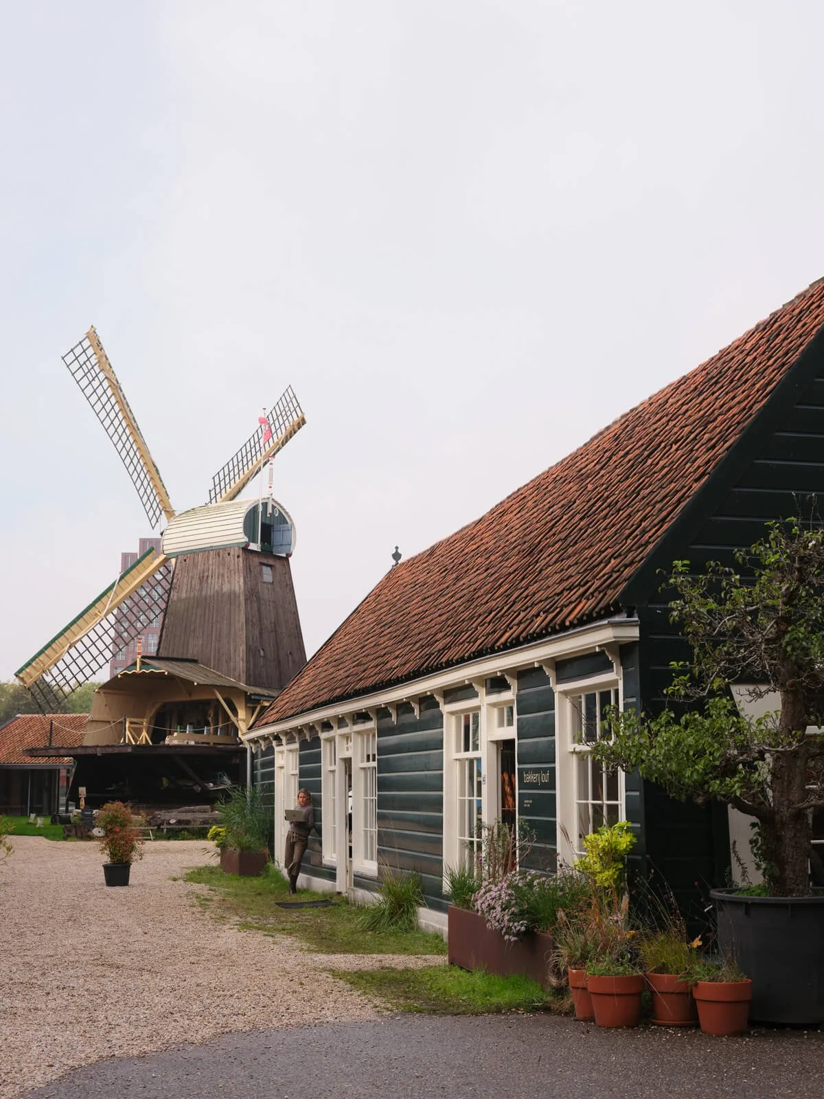 An old windmill in the background with a wooden house in the foreground, potted plants along the house, and a woman standing outside reading a book.