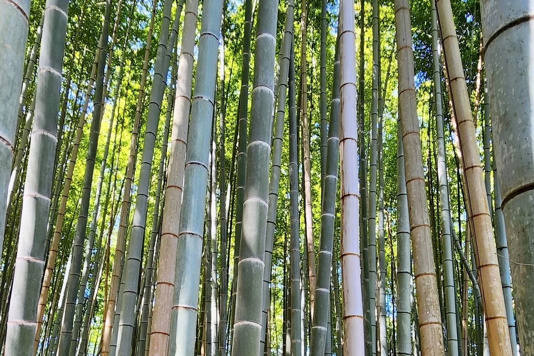 Arashiyama Bamboo Grove