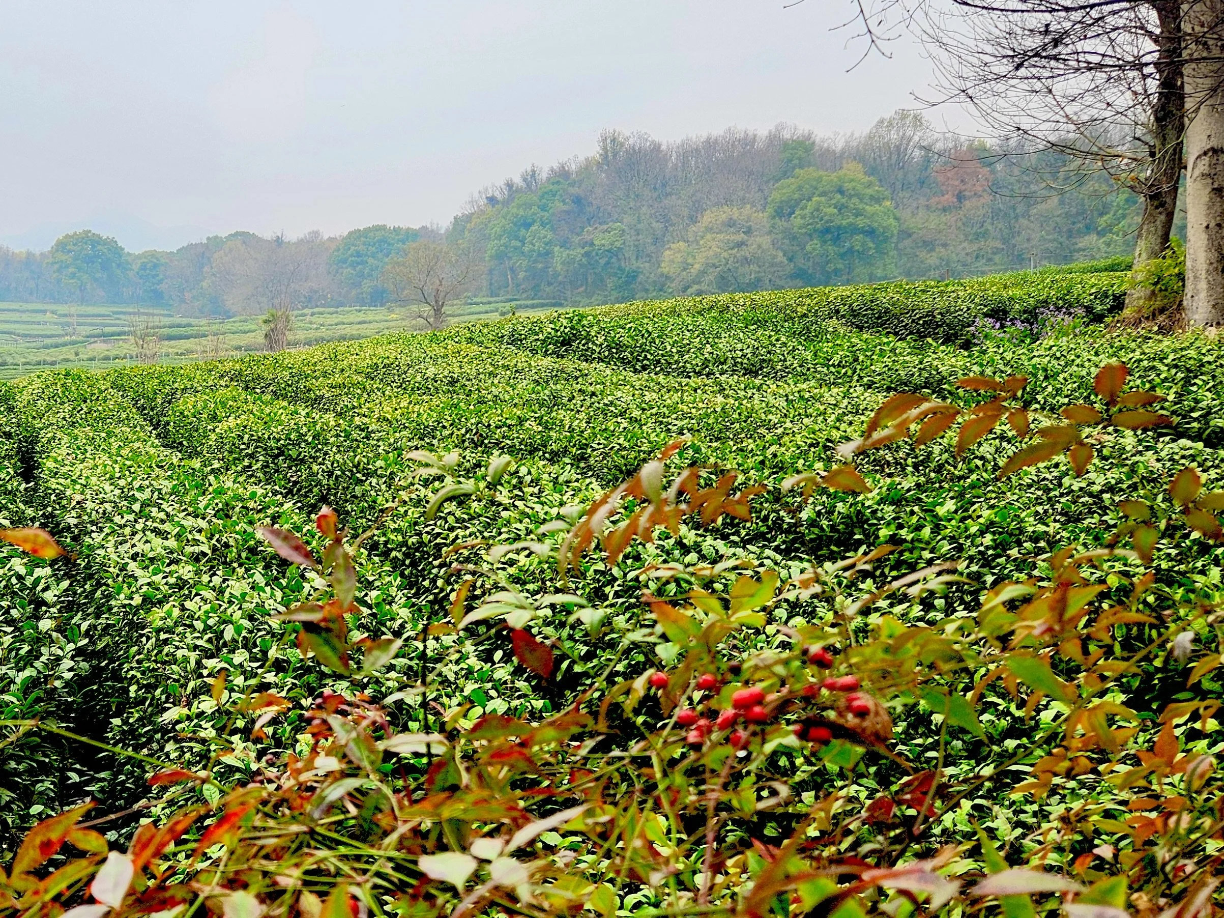 Meijiawu Tea Plantations