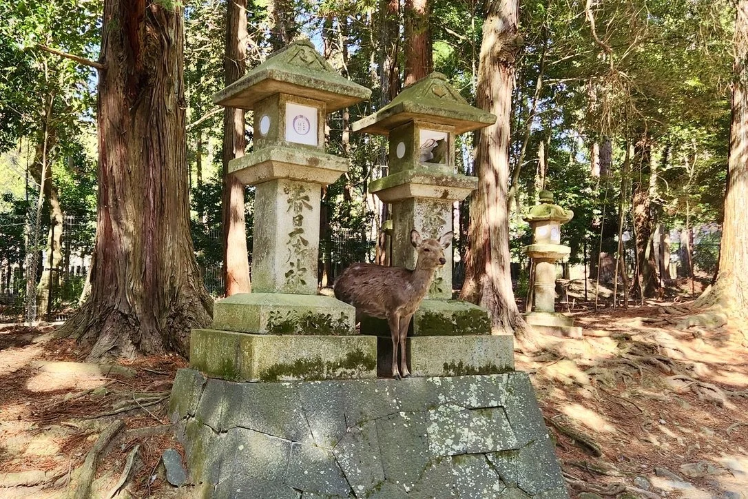 Nara Park Deer