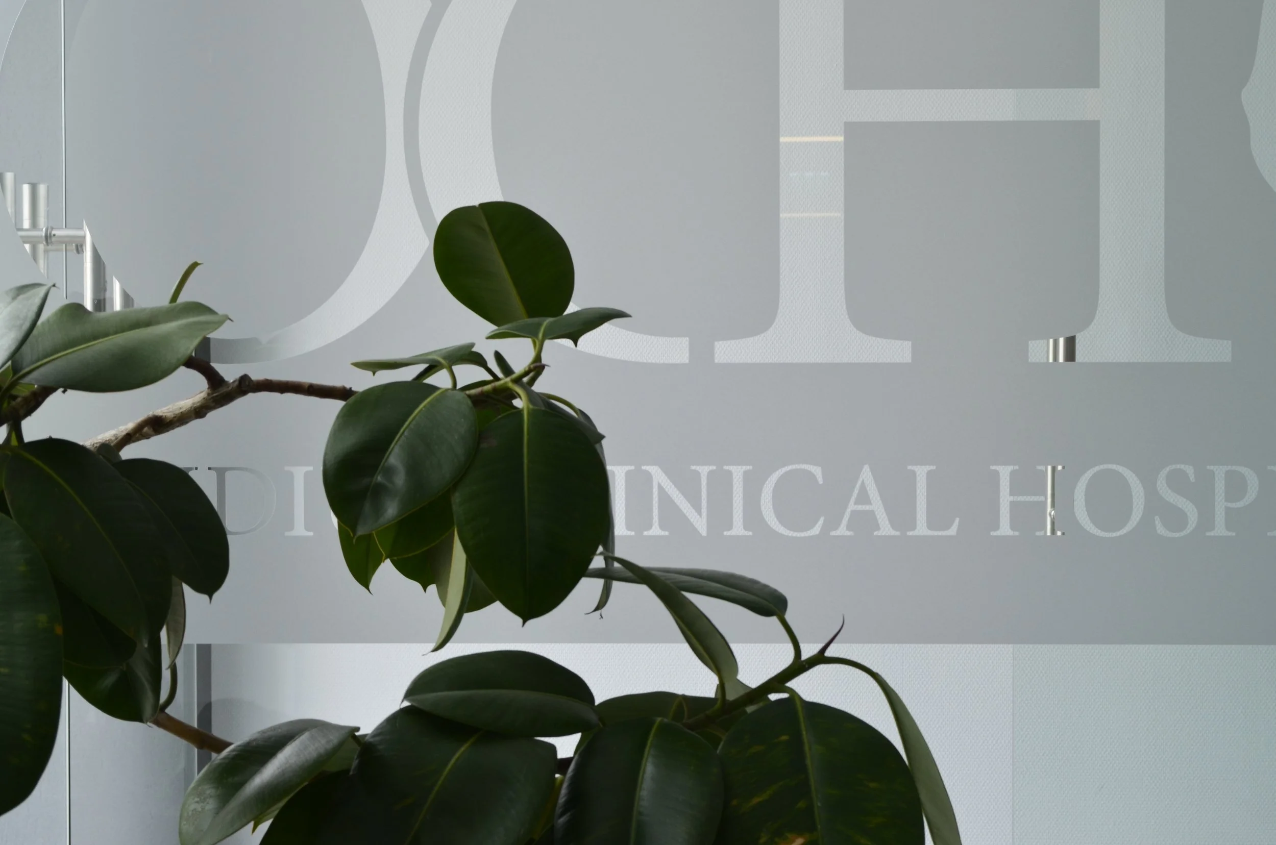 Close-up of a potted green plant with broad leaves in front of frosted glass with hospital signage.