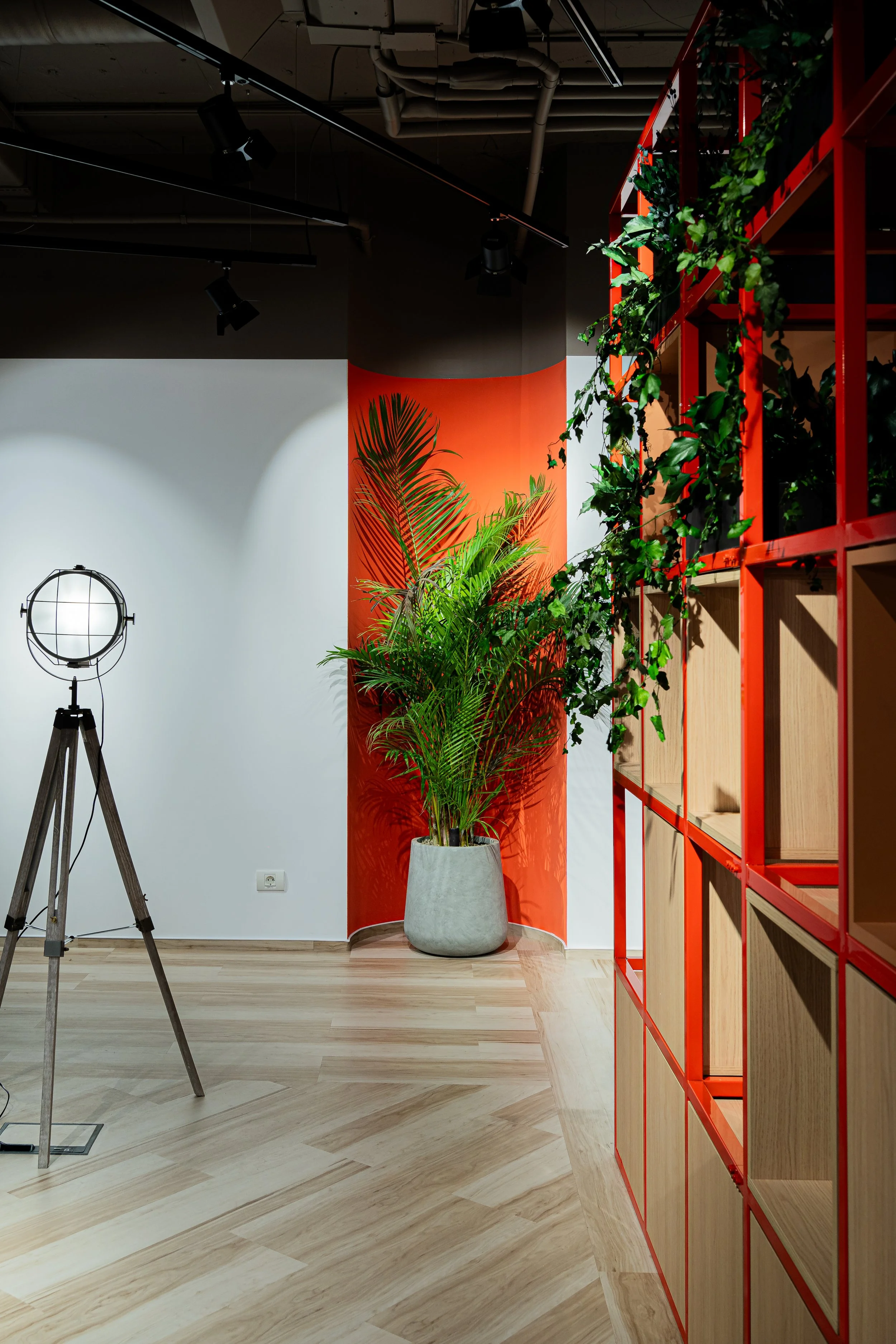 Interior of a modern office space with a large potted plant near a red and orange wall, a vintage spotlight on a tripod, and wooden shelving with green plants on the right.