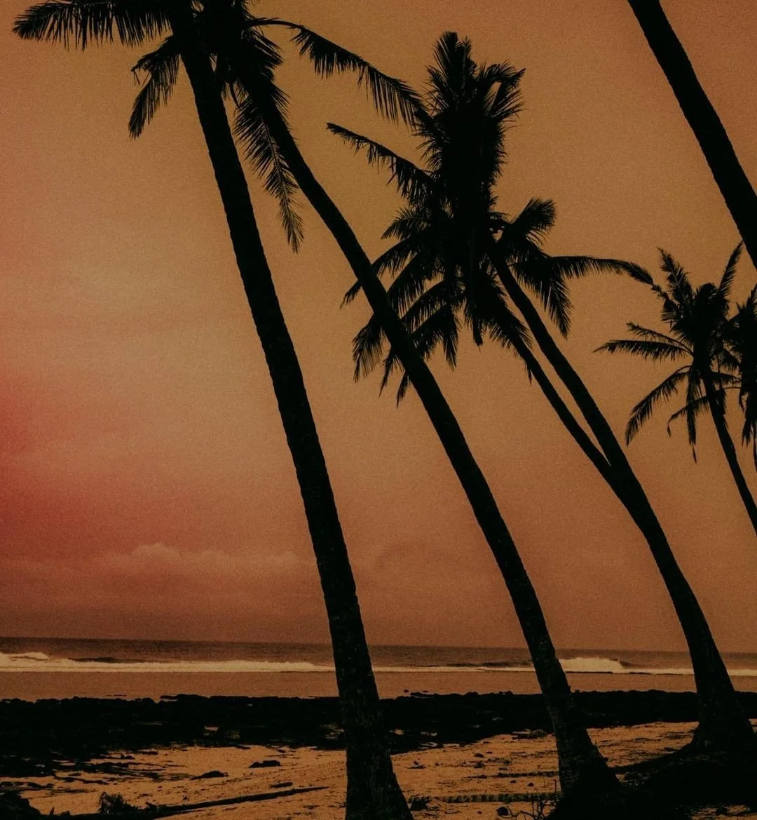 Coconut tree by the beach