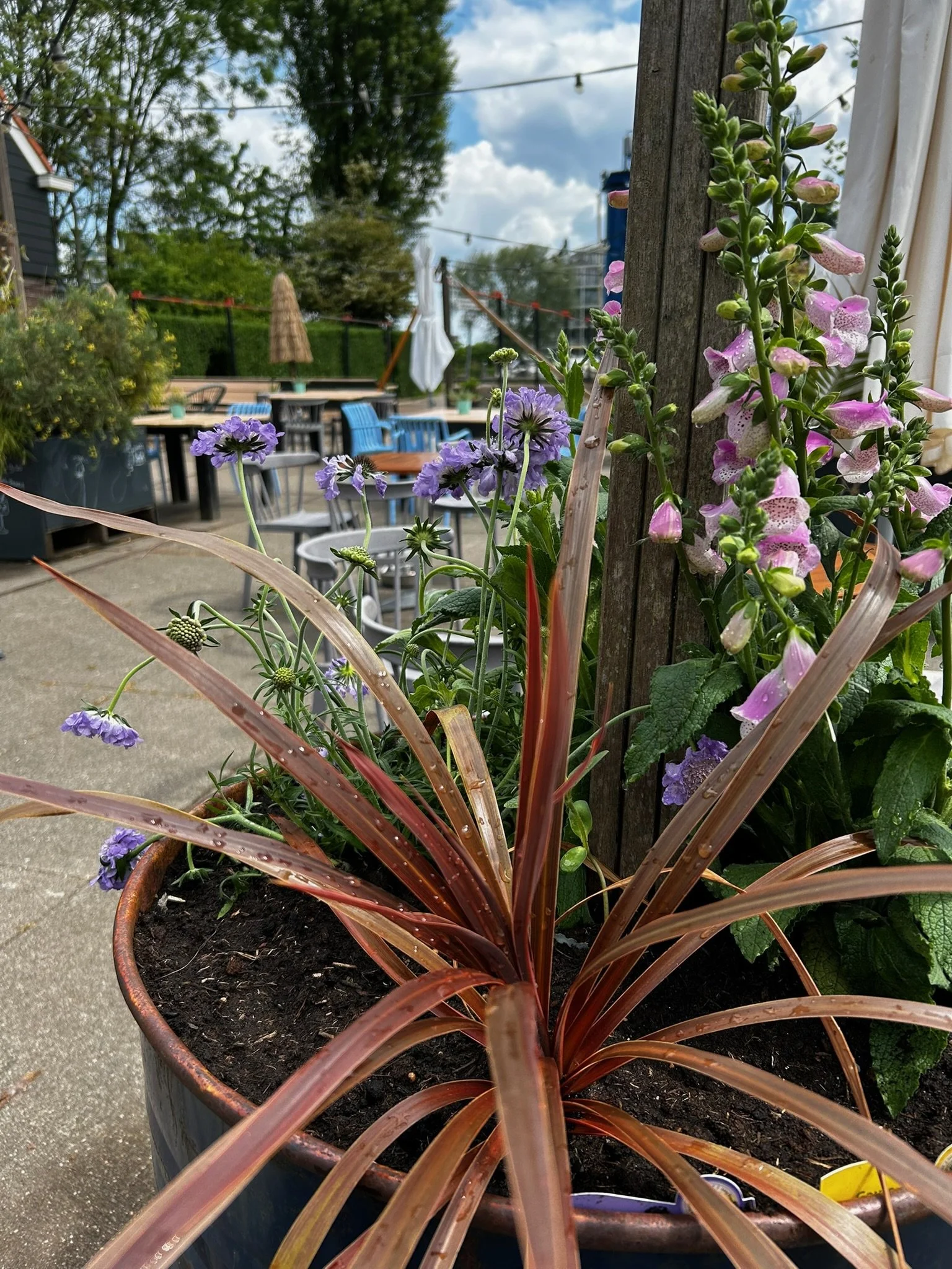 Zomer terras, planten