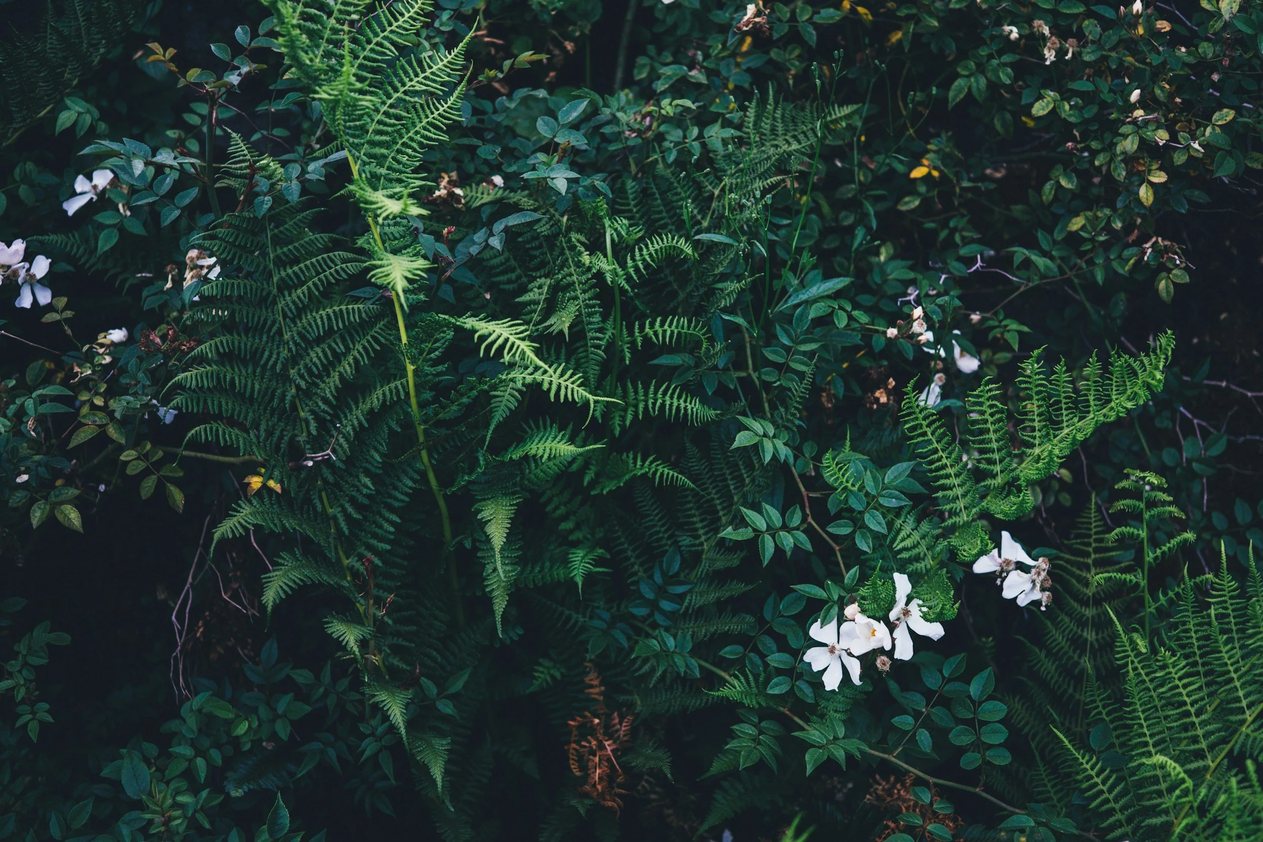 Botanical patterns: stories of place drop-in work