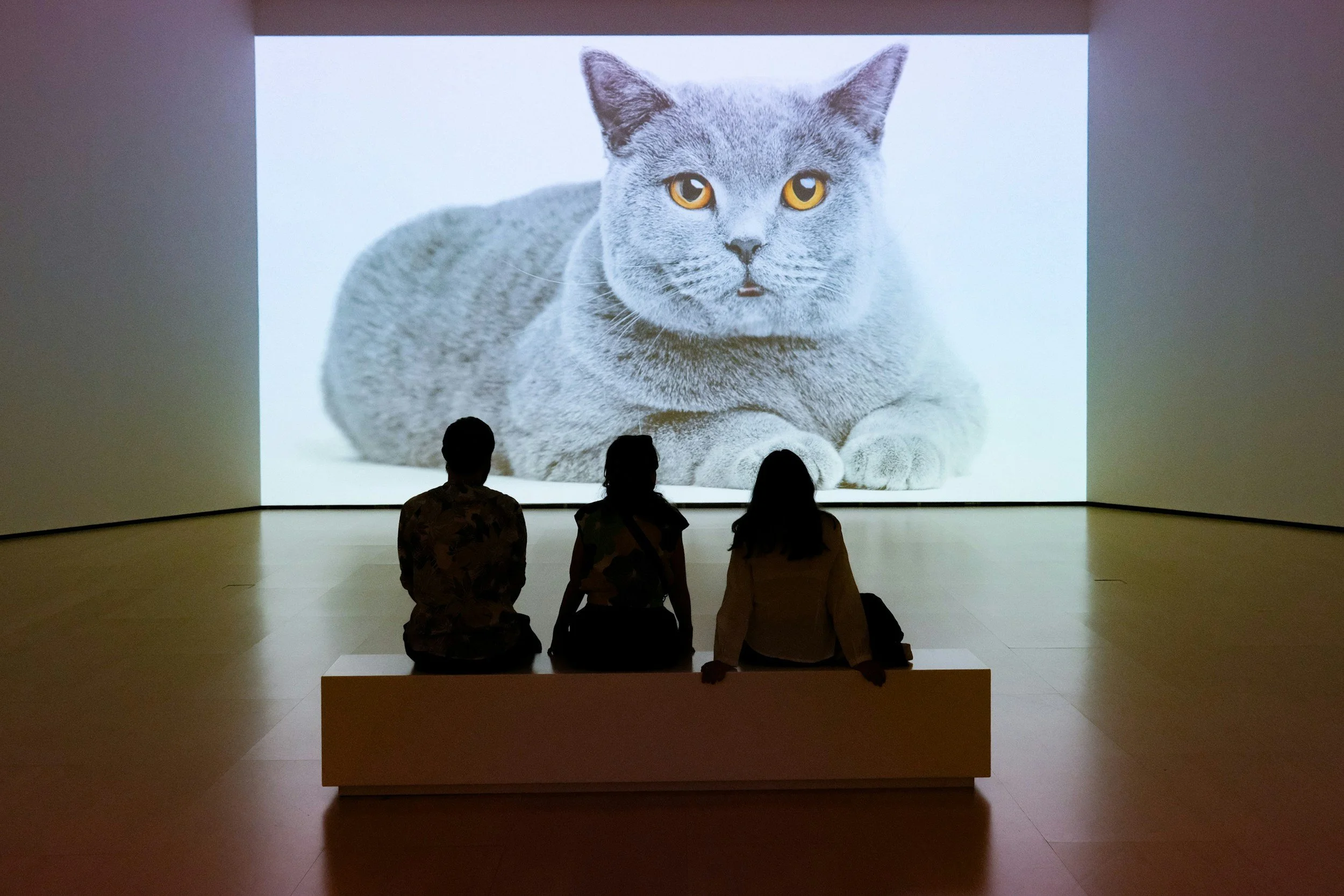 Cat Video Fest 2026