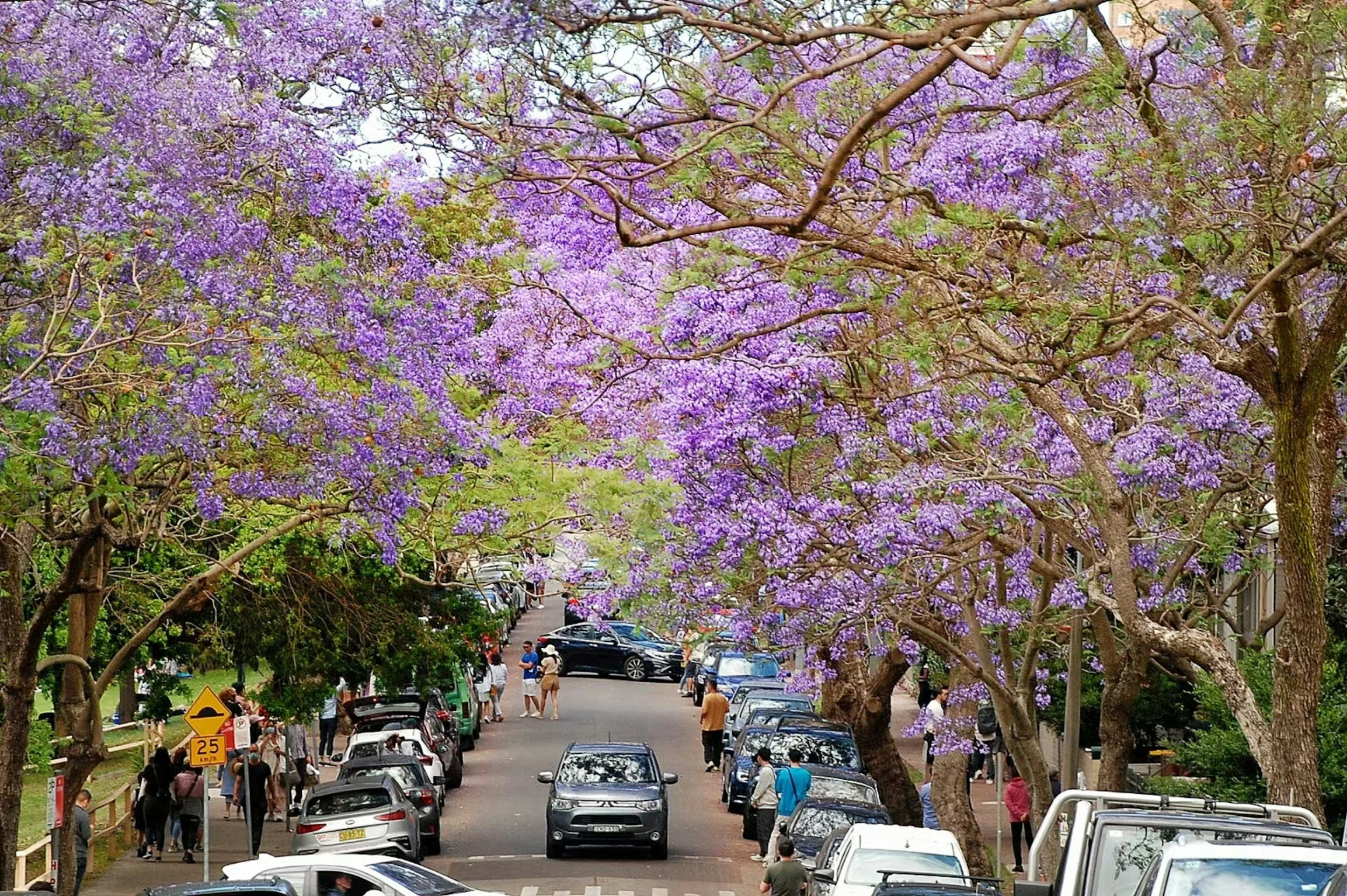 The Jacaranda Trees are famous in Kirribilli, see our guide on the best way to explore them
