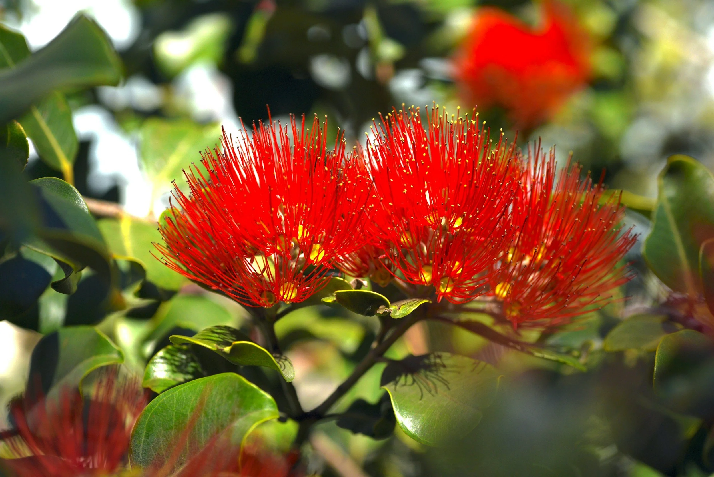 Photo of Ku-ring-gai wildflower garden, showing things to do in St Ives on Sydney's North Shore