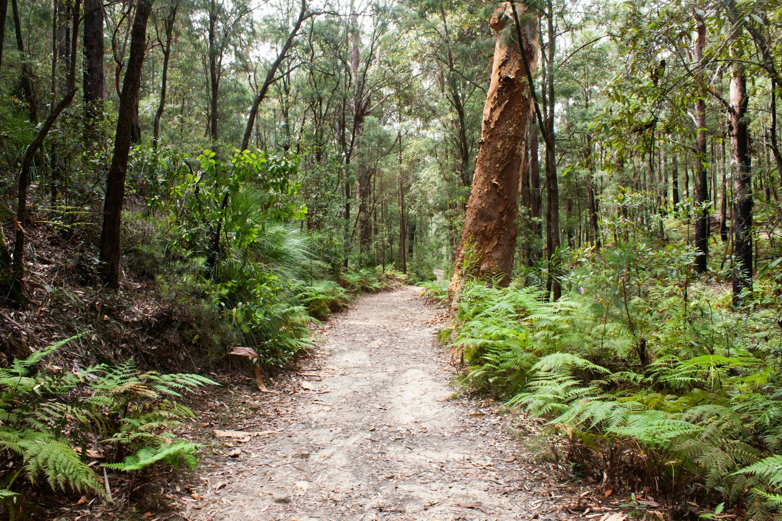 Photo of trees and a walking path, showing that walking and hiking is one of the best things to do in St Ives on Sydney's North Shore