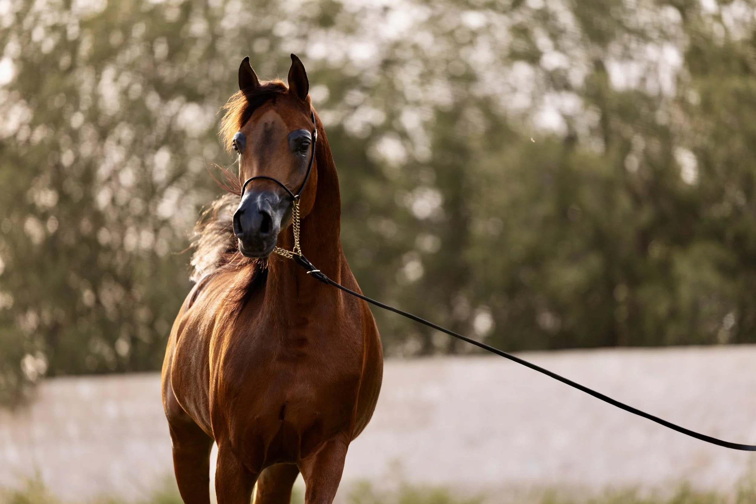 TALLA AL SHAQAB_AL MIRQAB_APRIL 2026_-8.jpg