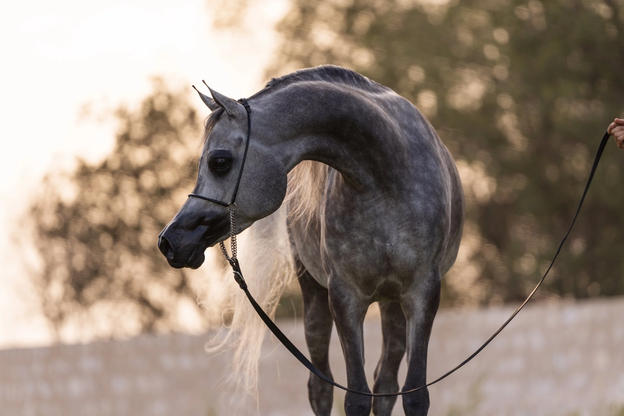 OFW CUPID_AL MIRQAB_APRIL 2026_-11.jpg