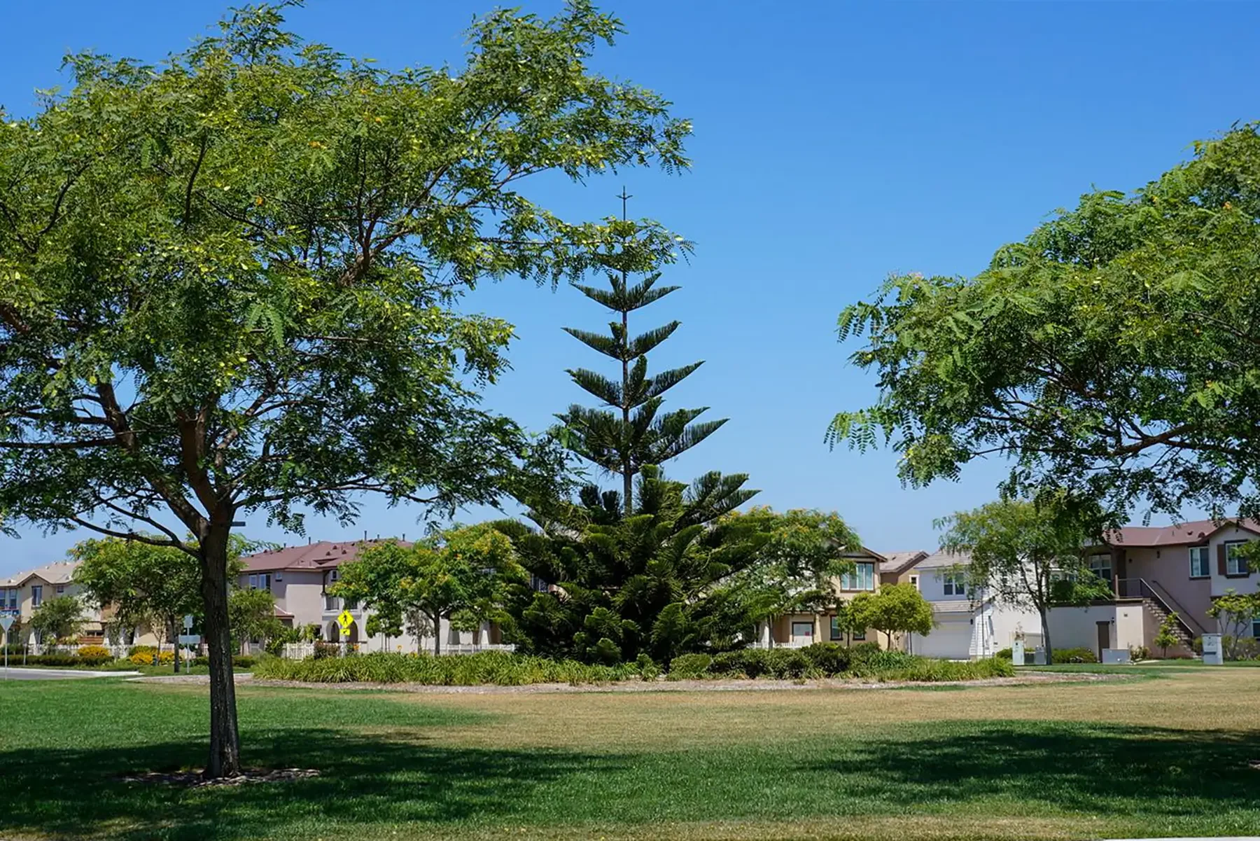 A roundabout with a large tree in Riverpark, Oxnard.