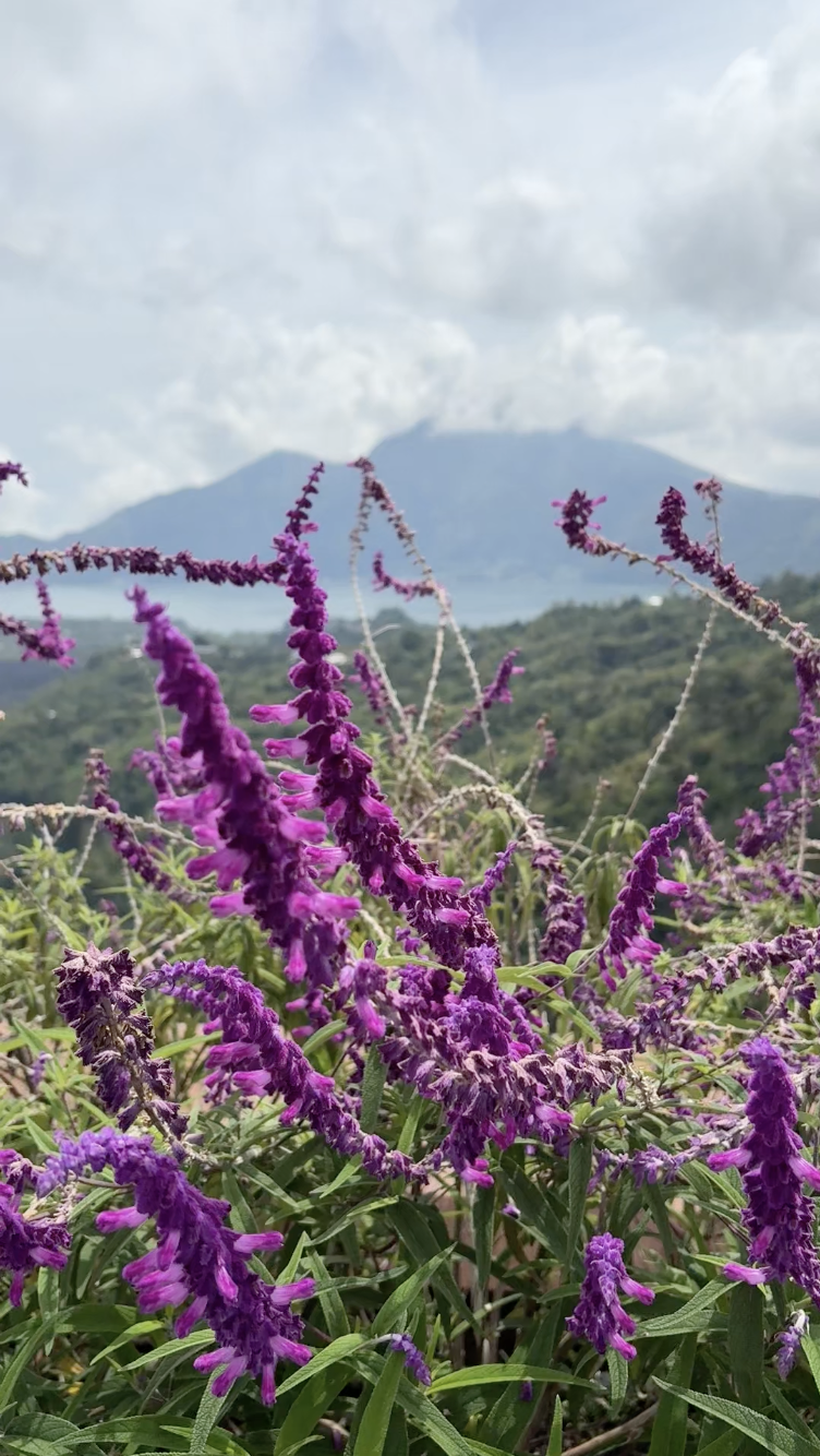 Purple flowers with green leaves in foreground, mountain and cloudy sky in background.