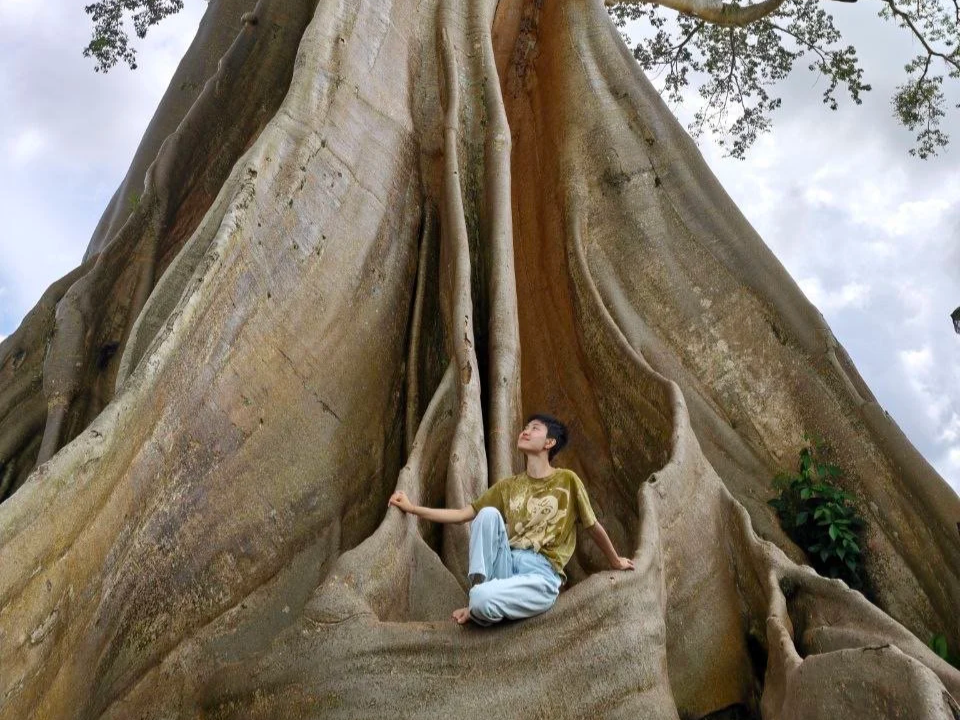 A person practicing meditation or yoga in a seated position inside a hollowed-out section of a large, ancient tree with massive roots and thick trunk, under a cloudy sky.