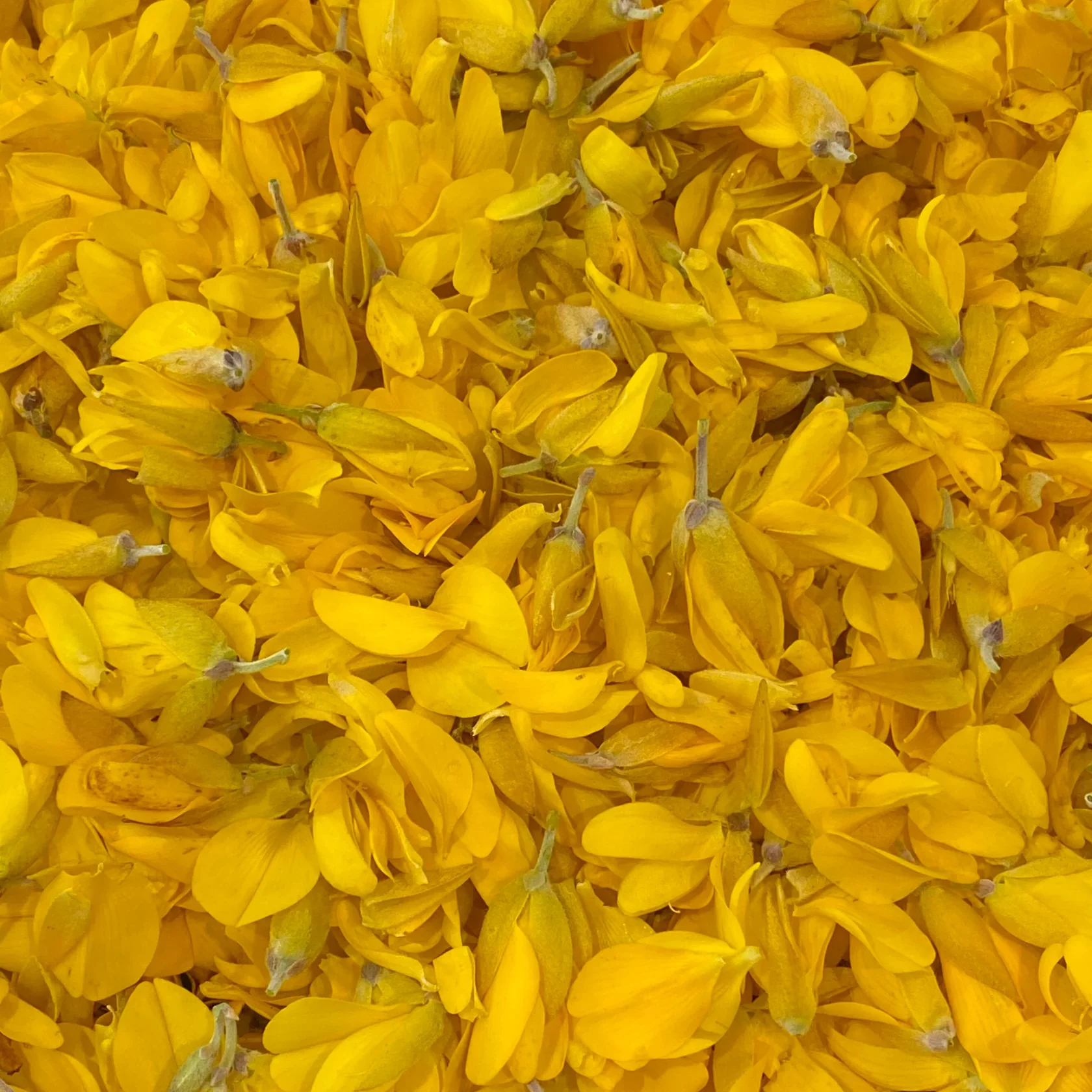 gorse_petals.webp