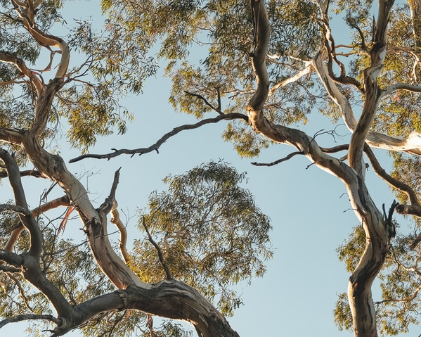 Looking up at tree branches with green leaves against a clear blue sky.