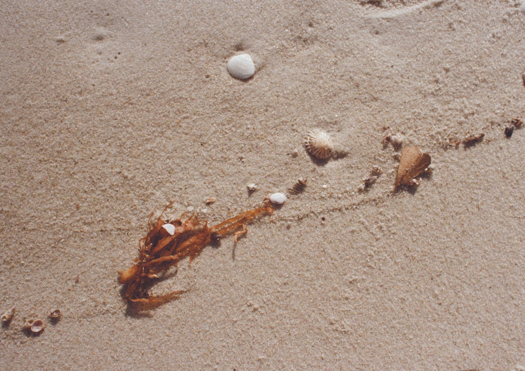 A close-up photograph of sand on a beach featuring scattered seashells, small pebbles, and a piece of driftwood with tiny white shells attached.