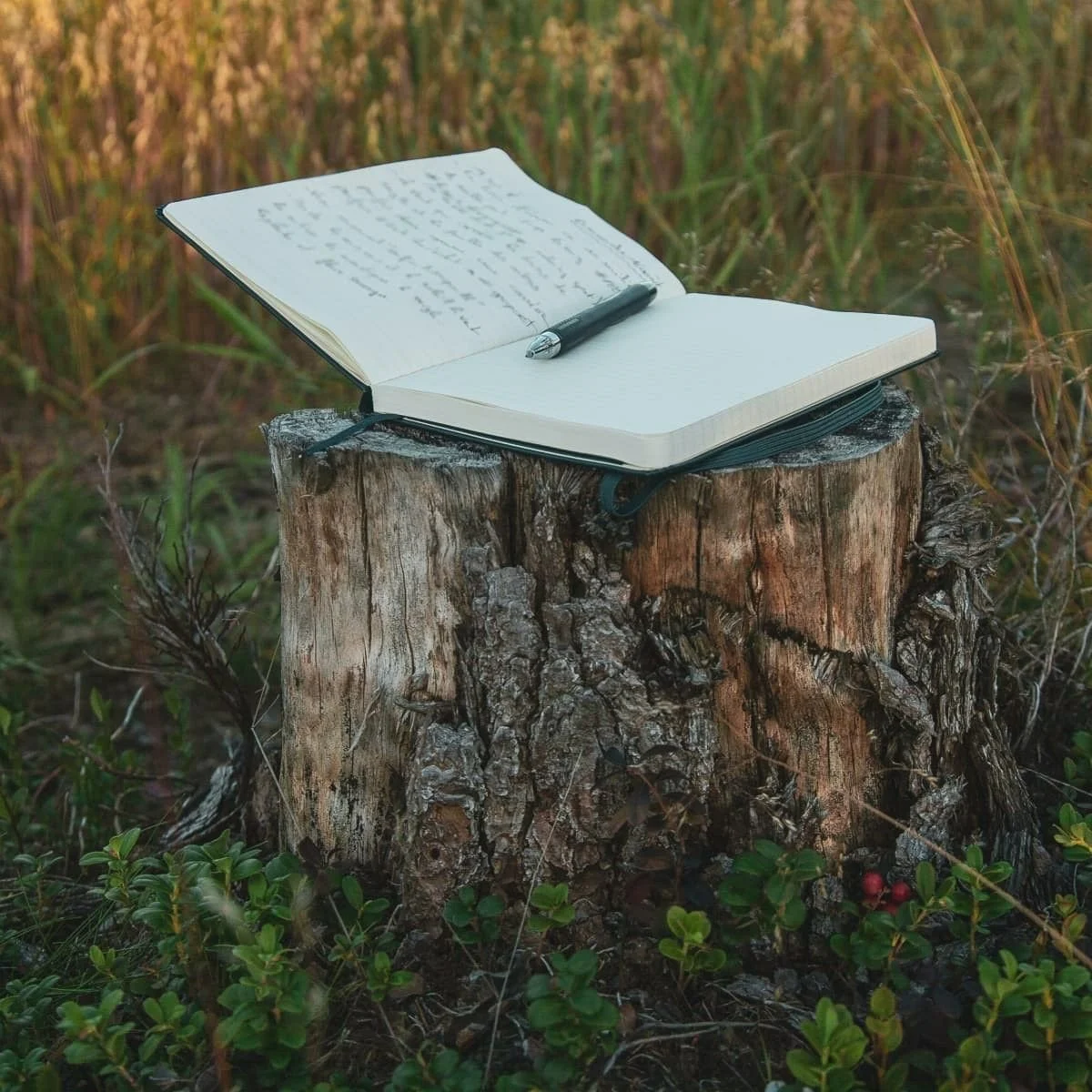 Open notebook with handwritten notes and a pen placed on a tree stump in a field.