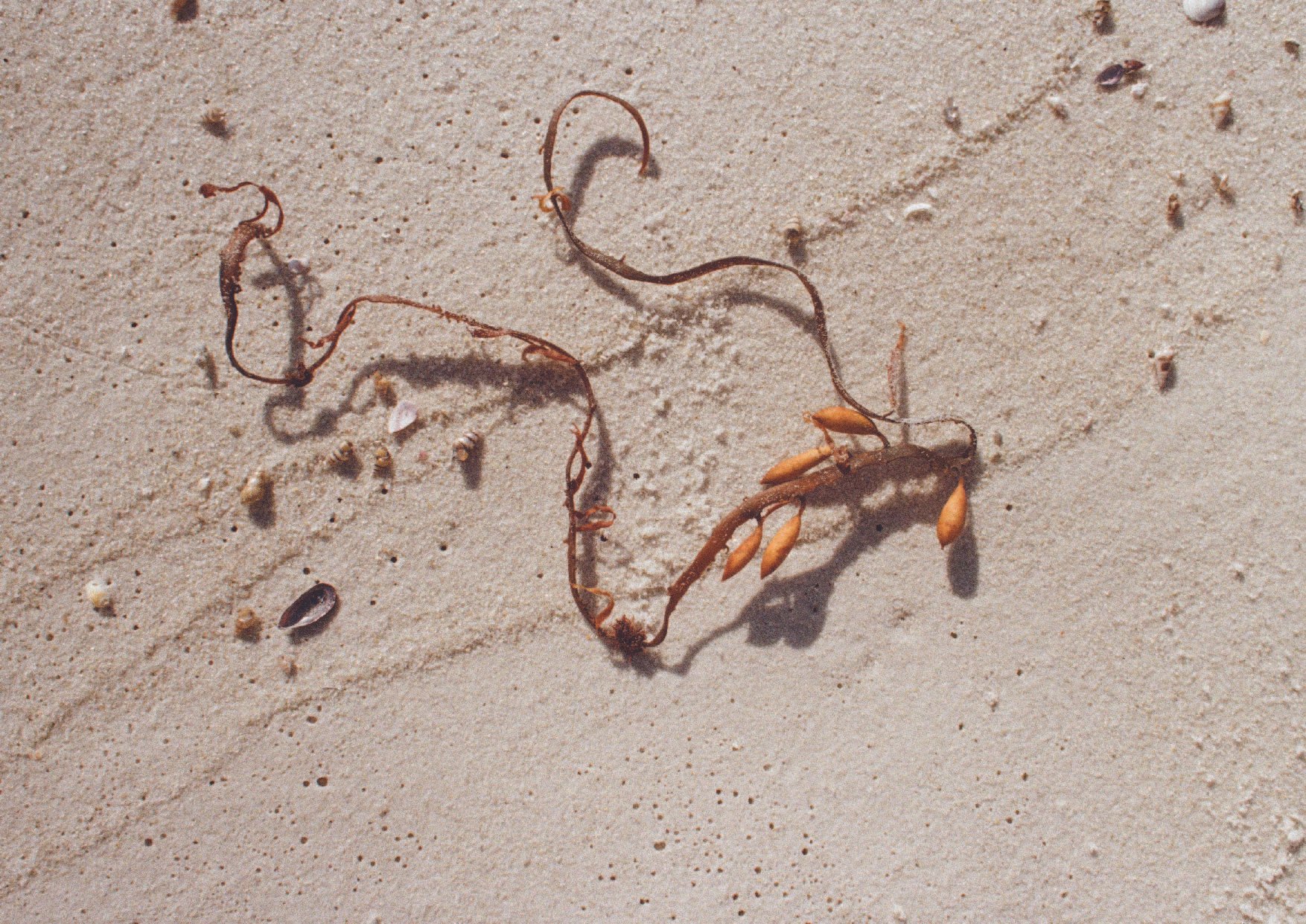 Seaweed and small shells scattered on a sandy beach.