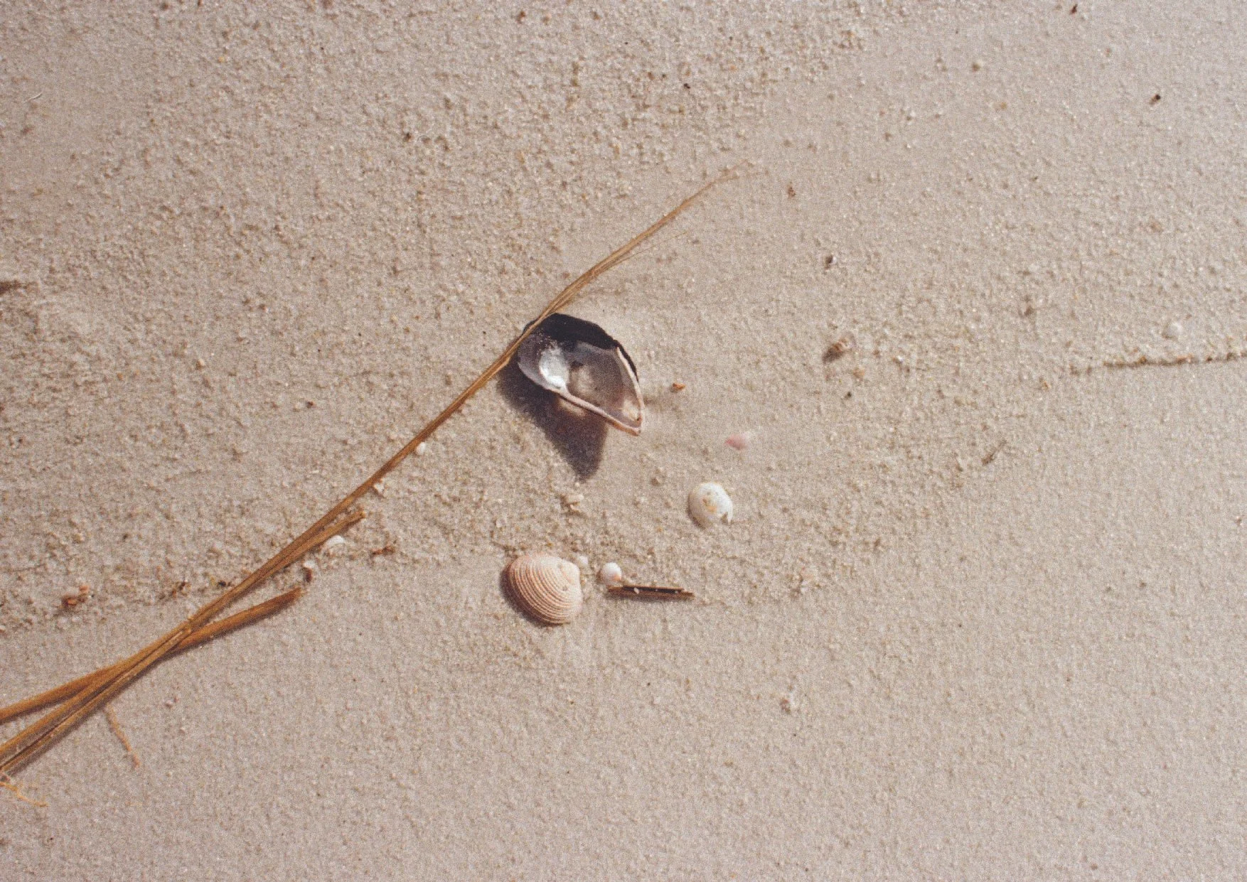 Close-up of sandy beach with seashells, small shells, a piece of dried plant, and a thin stick.