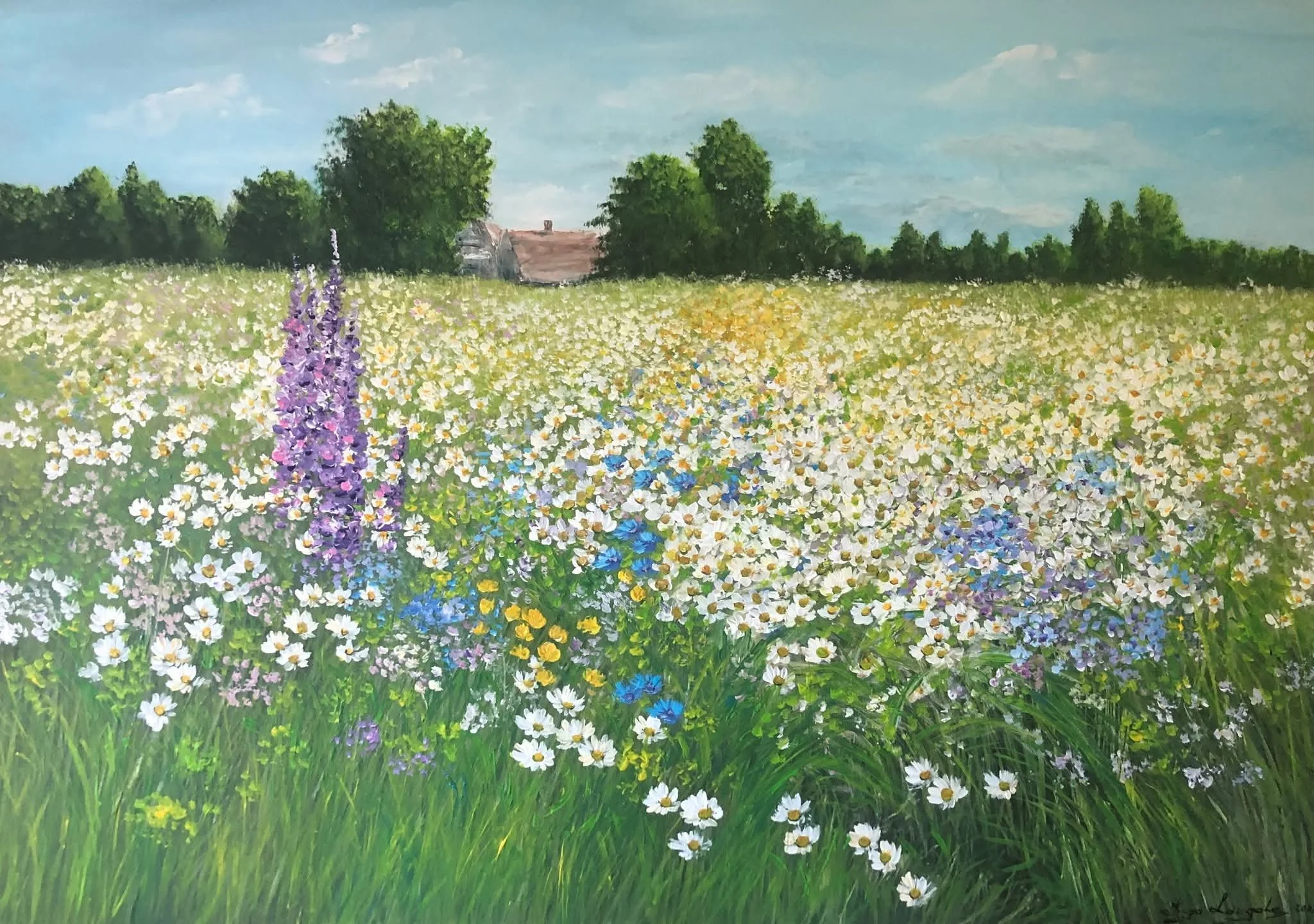 Piemājas margrietiņu pļava