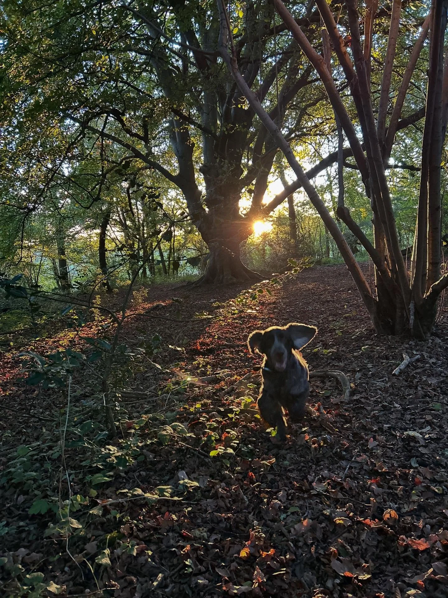 🍁🐾🧡

#nofilter #spanielsofinstagram