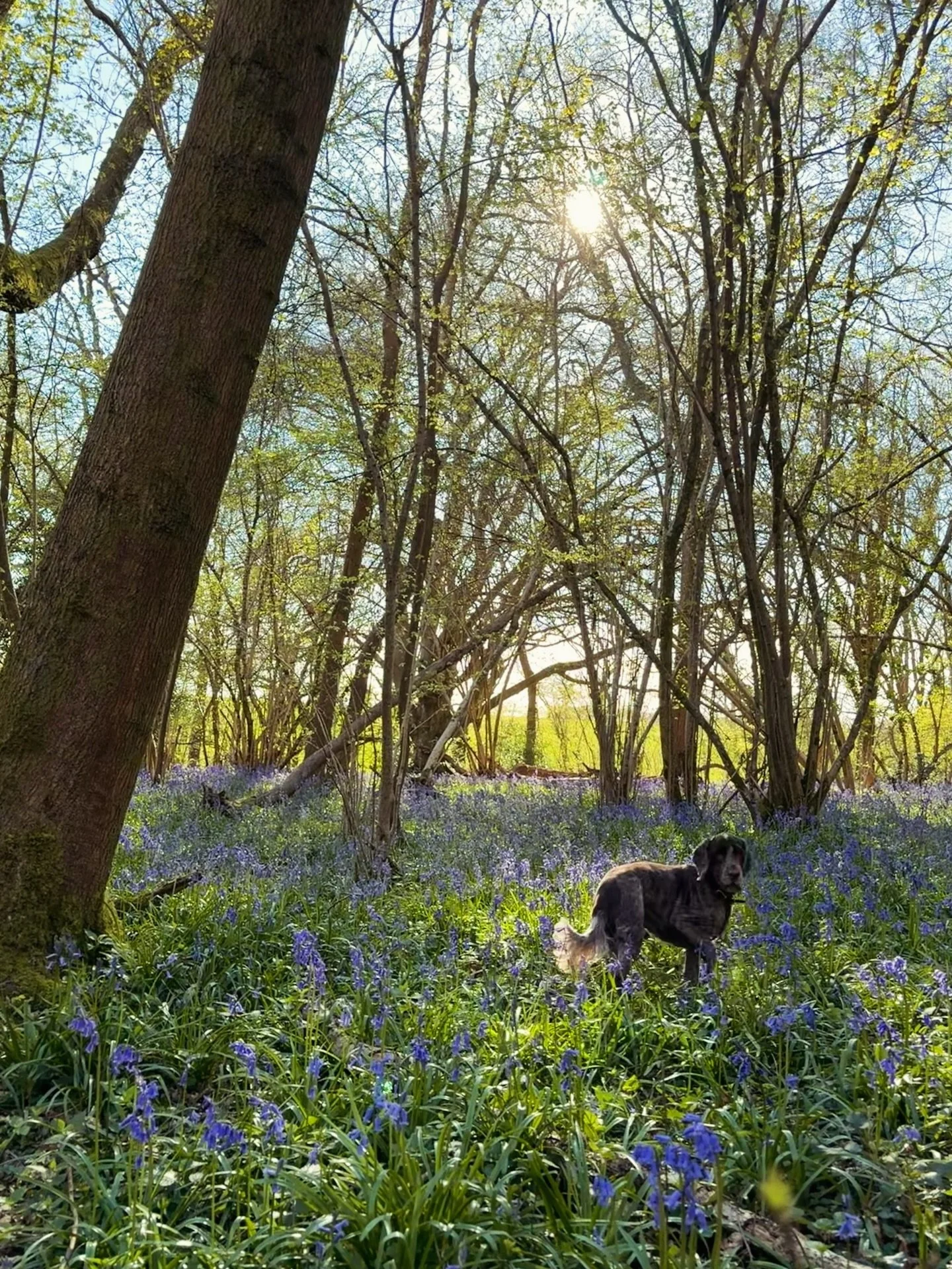 Carpet of bluebells with the pooch 🐾🪻