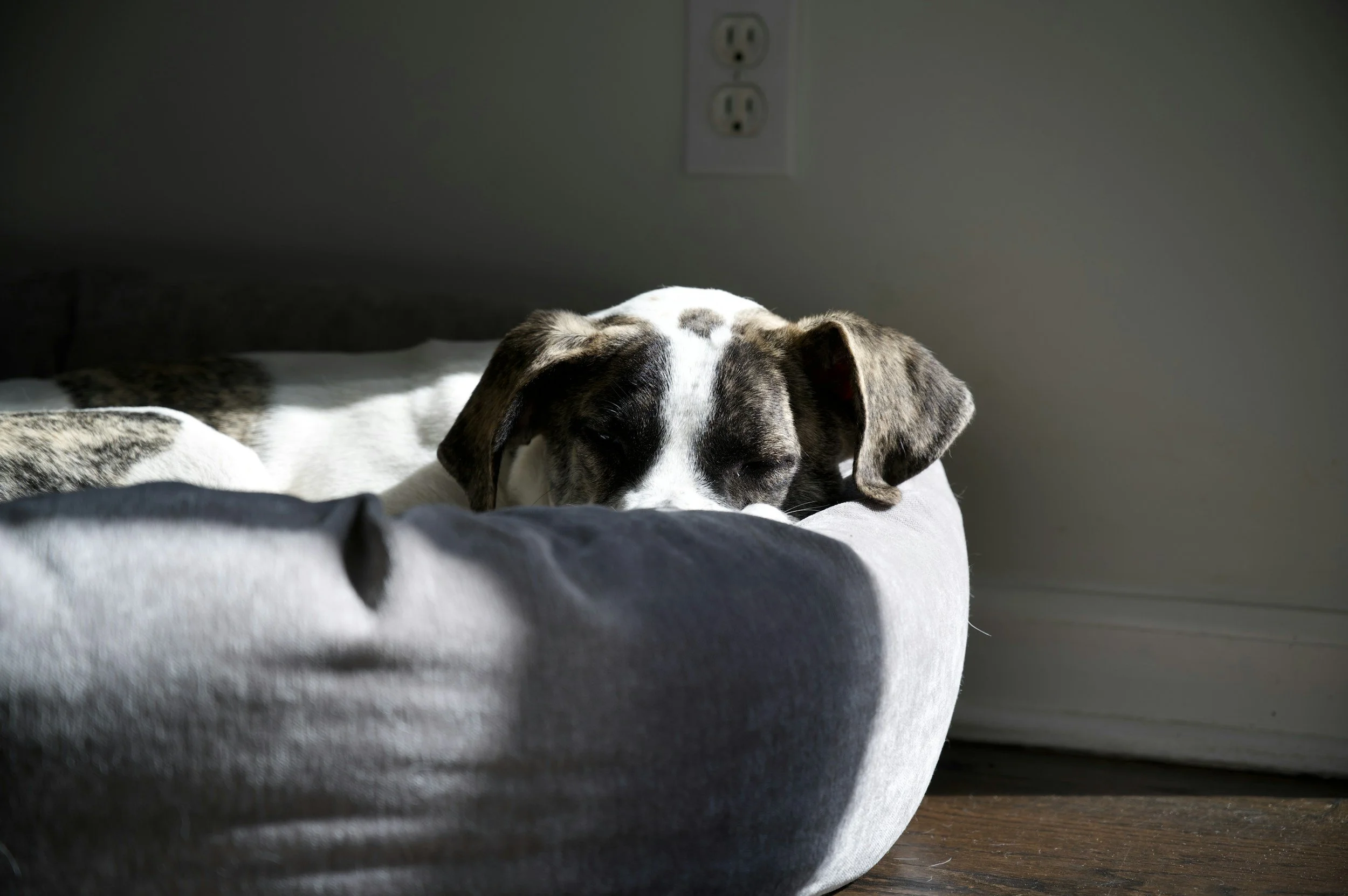 Why Your Home Feels Empty After Your Pet Dies