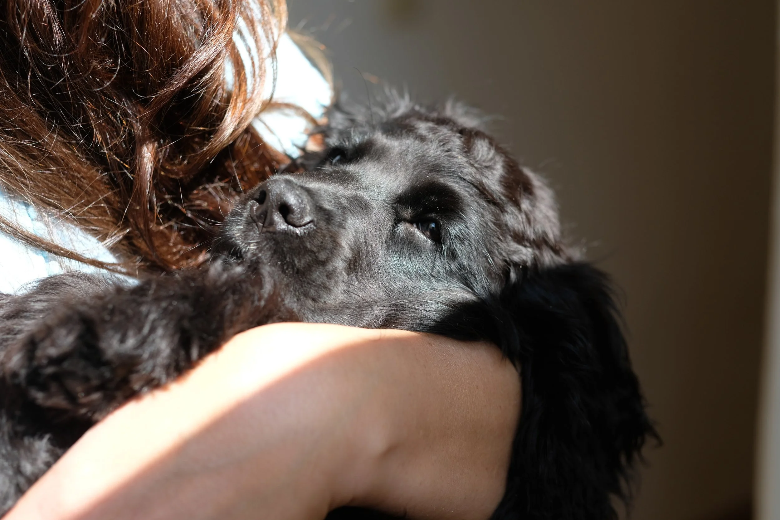 My Pet Is Dying and I Don't Know What to Do