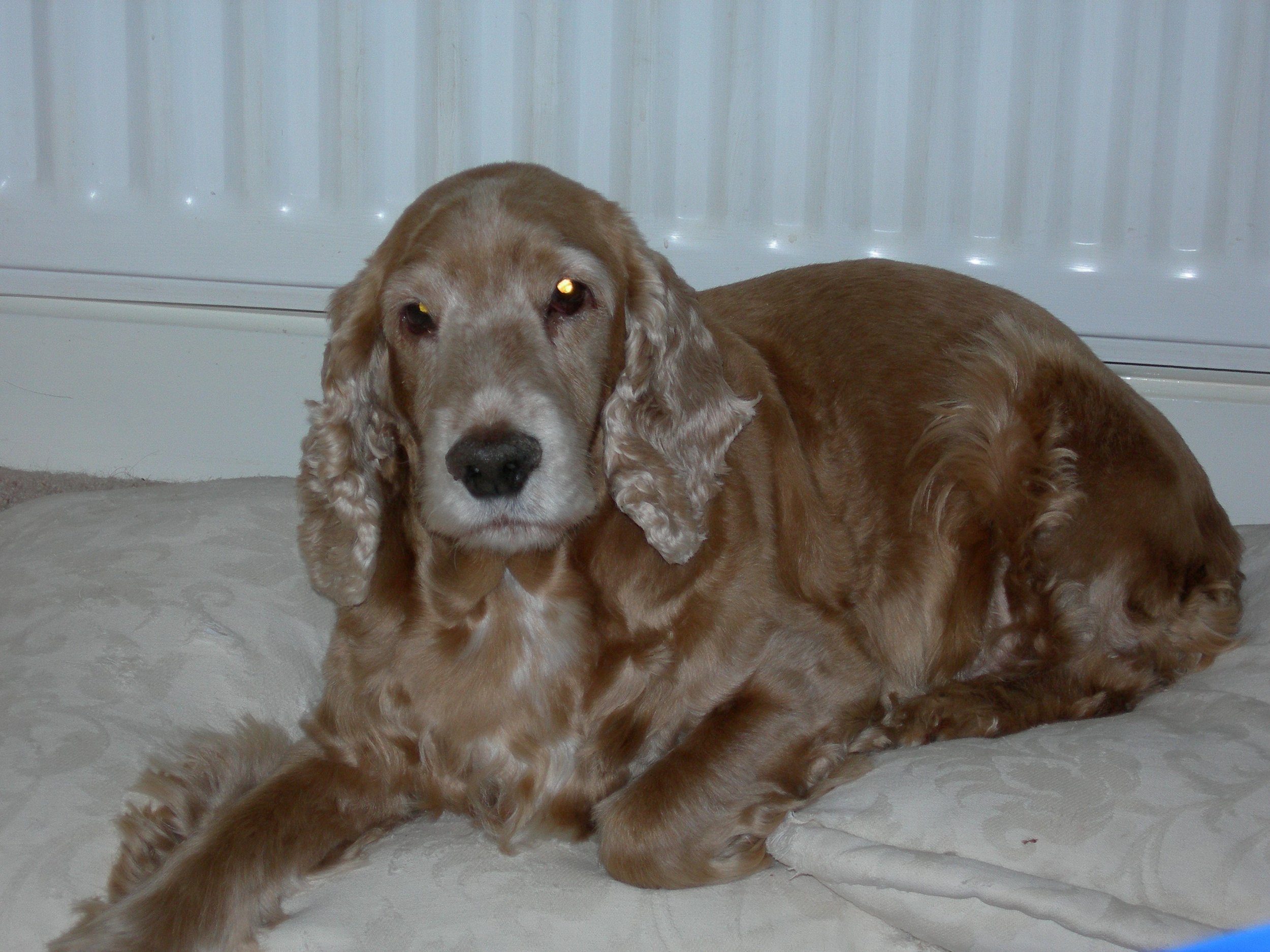 Toby