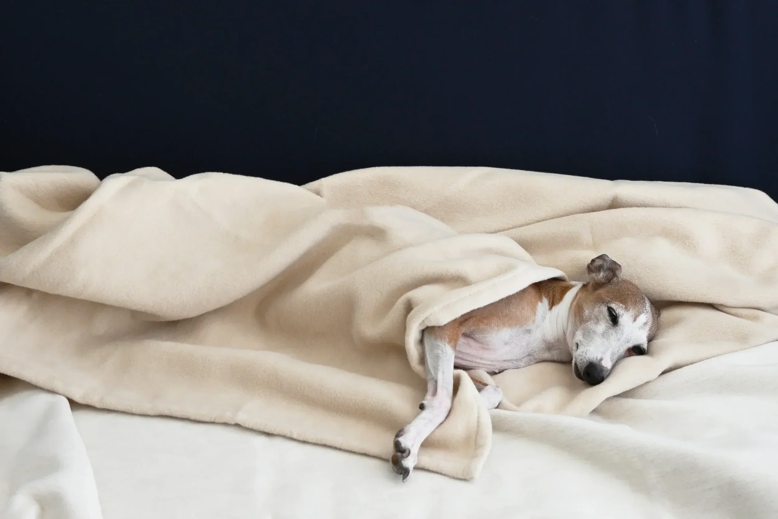Organic_Cotton_Velour_Blanket_with_Dog.webp