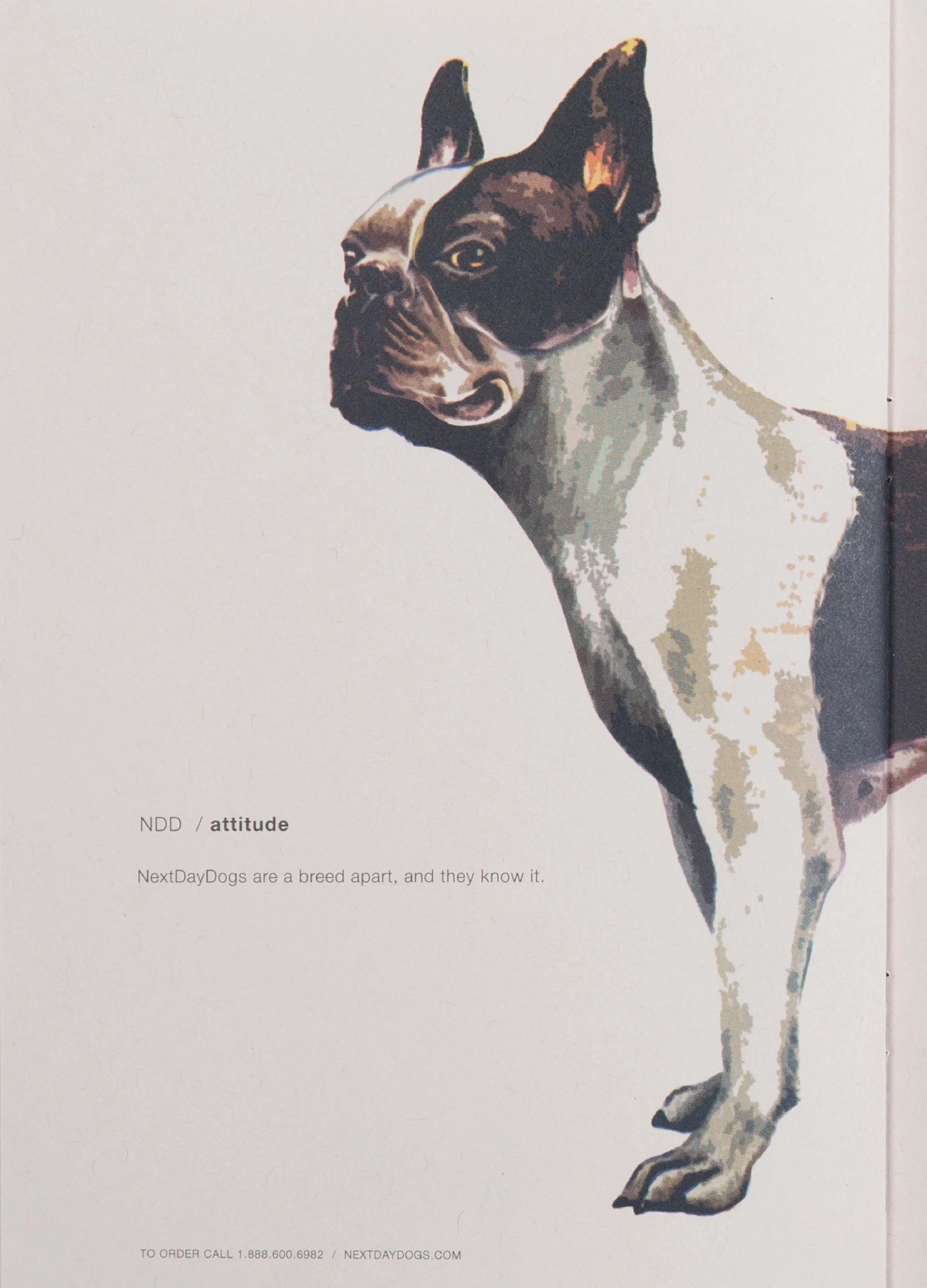 Next Day Dogs Ad