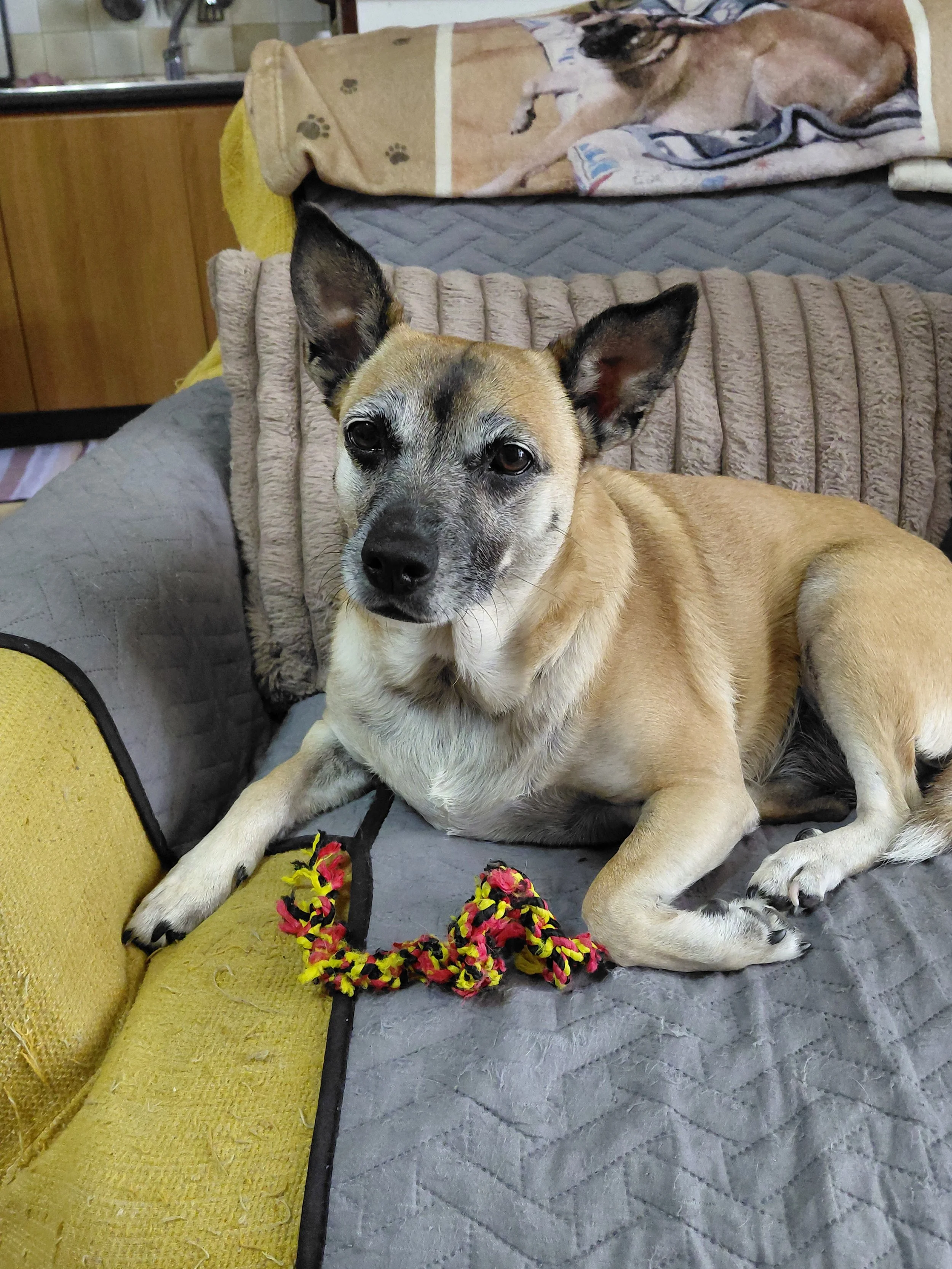 Un cane con orecchie erette e macchie sul muso, seduto su un divano con coperte, con un giocattolo a corda colorato davanti.