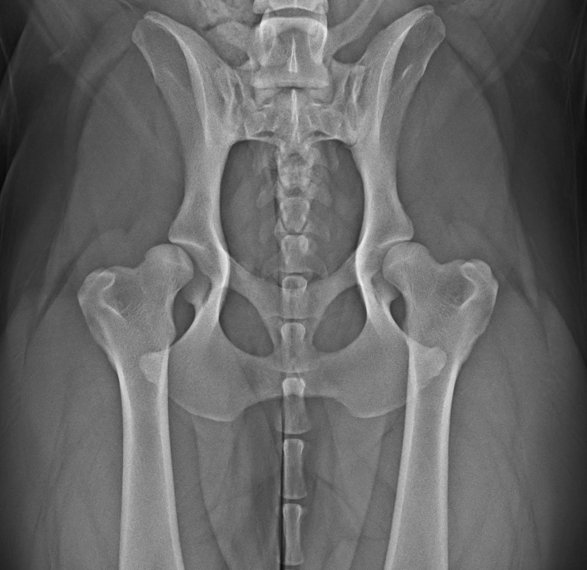 Radiografia di un bacino di un cane con displasia d'anca.