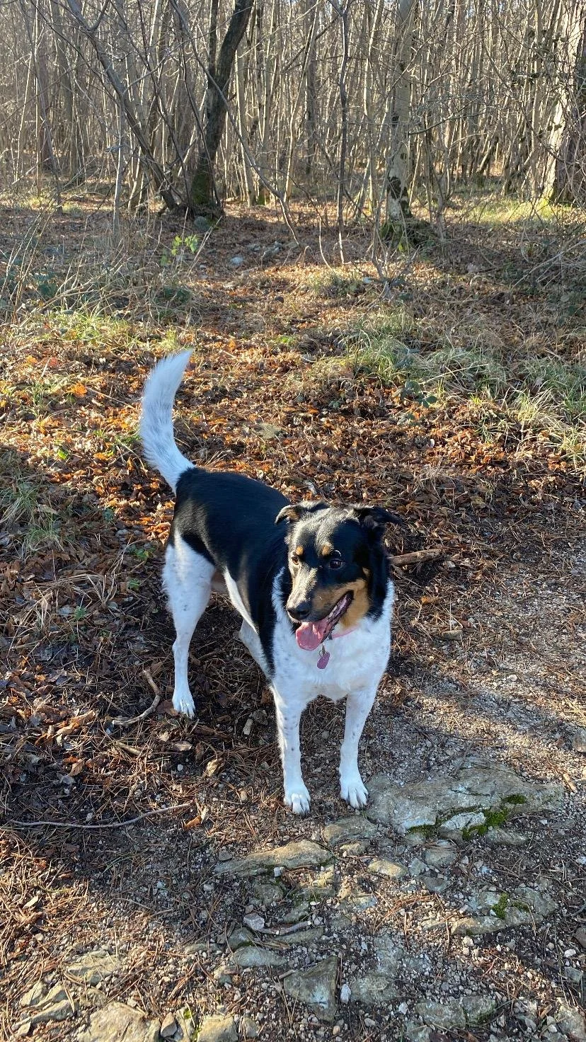 Alma intervento croci