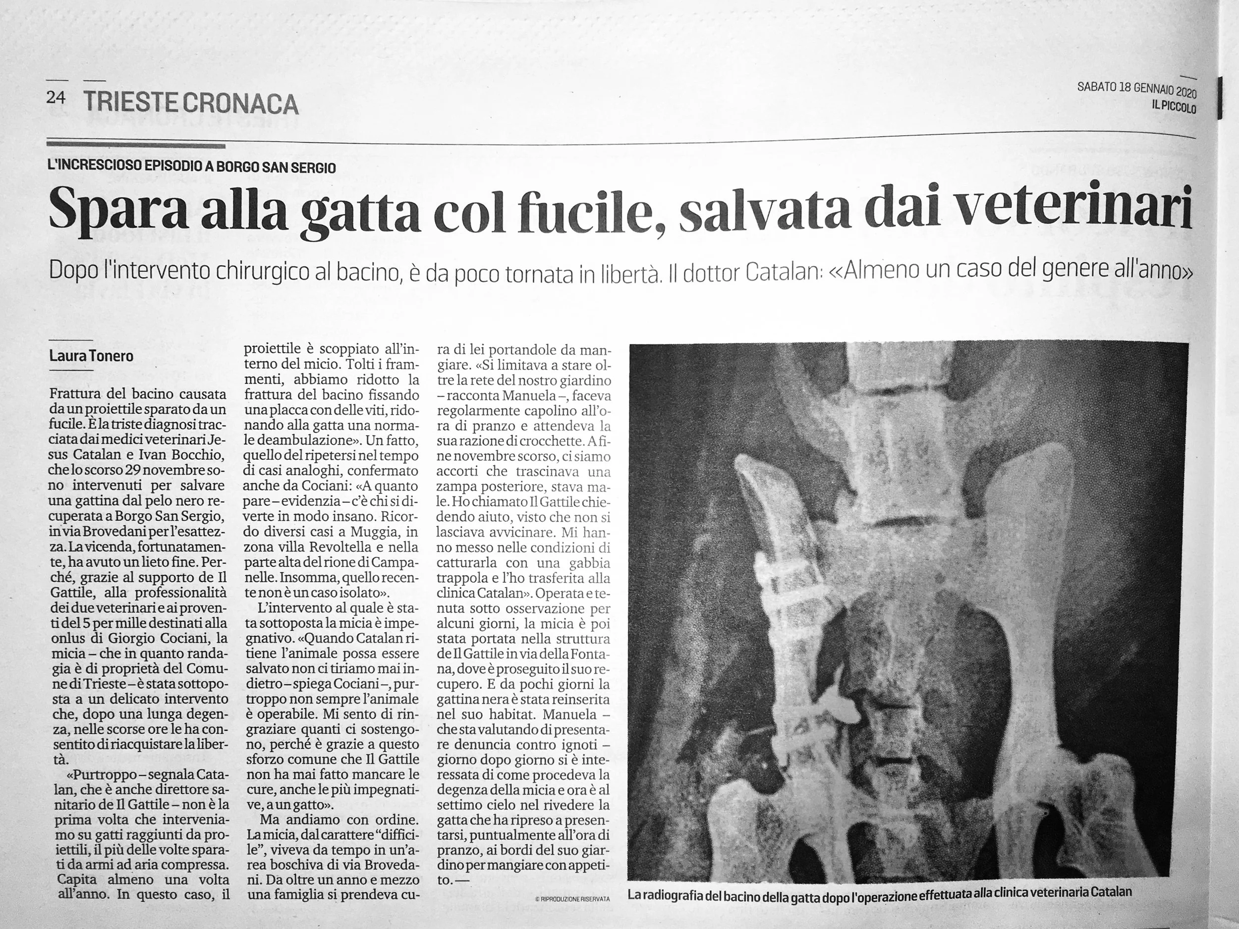 Una pagina di giornale in cui raccontano di come il dott. Bocchio ha salvato una gatta con una chirurgia ortopedica.
