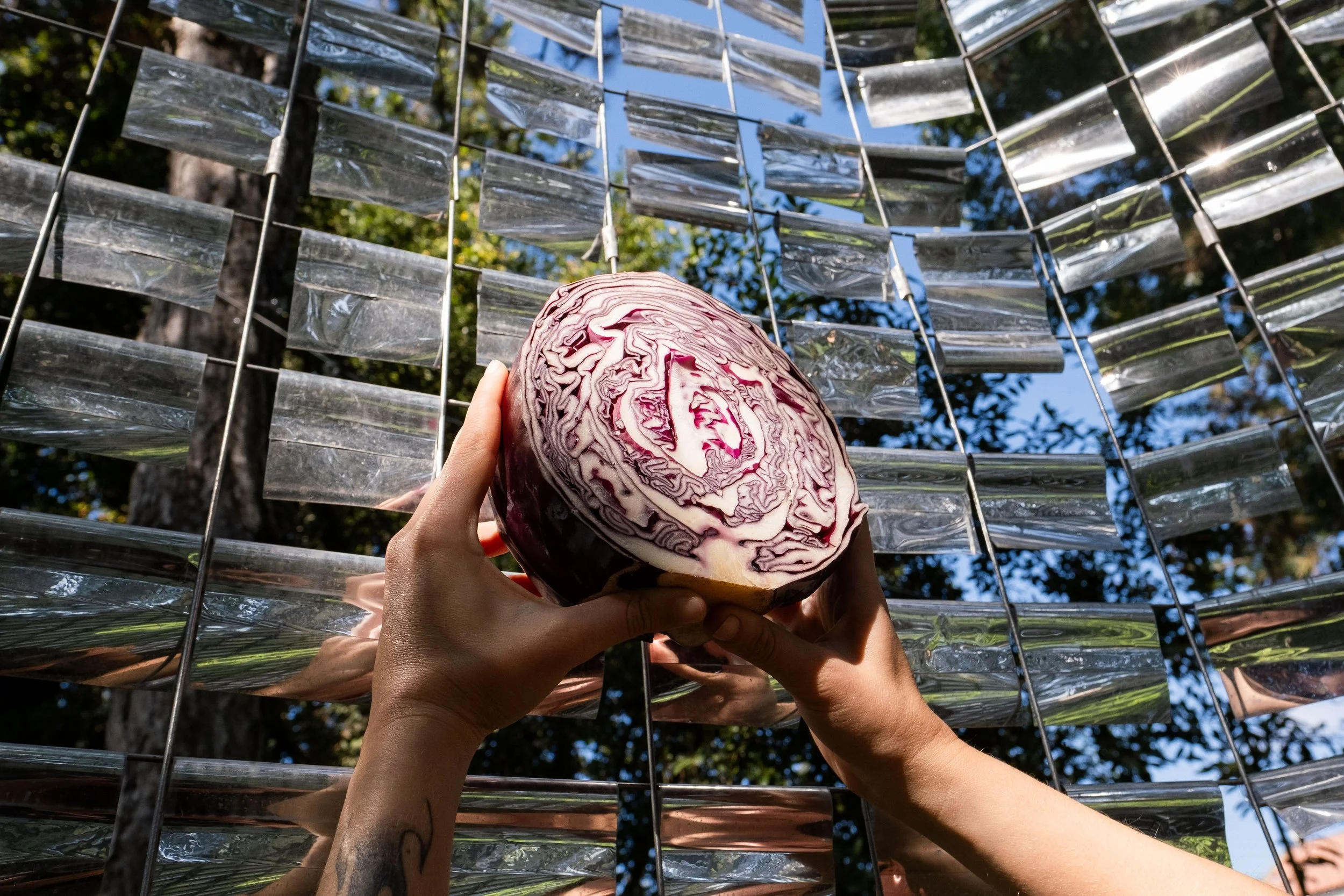Alchemical Kitchen, red cabbage in the Bread Pavilion of Chiaravalle