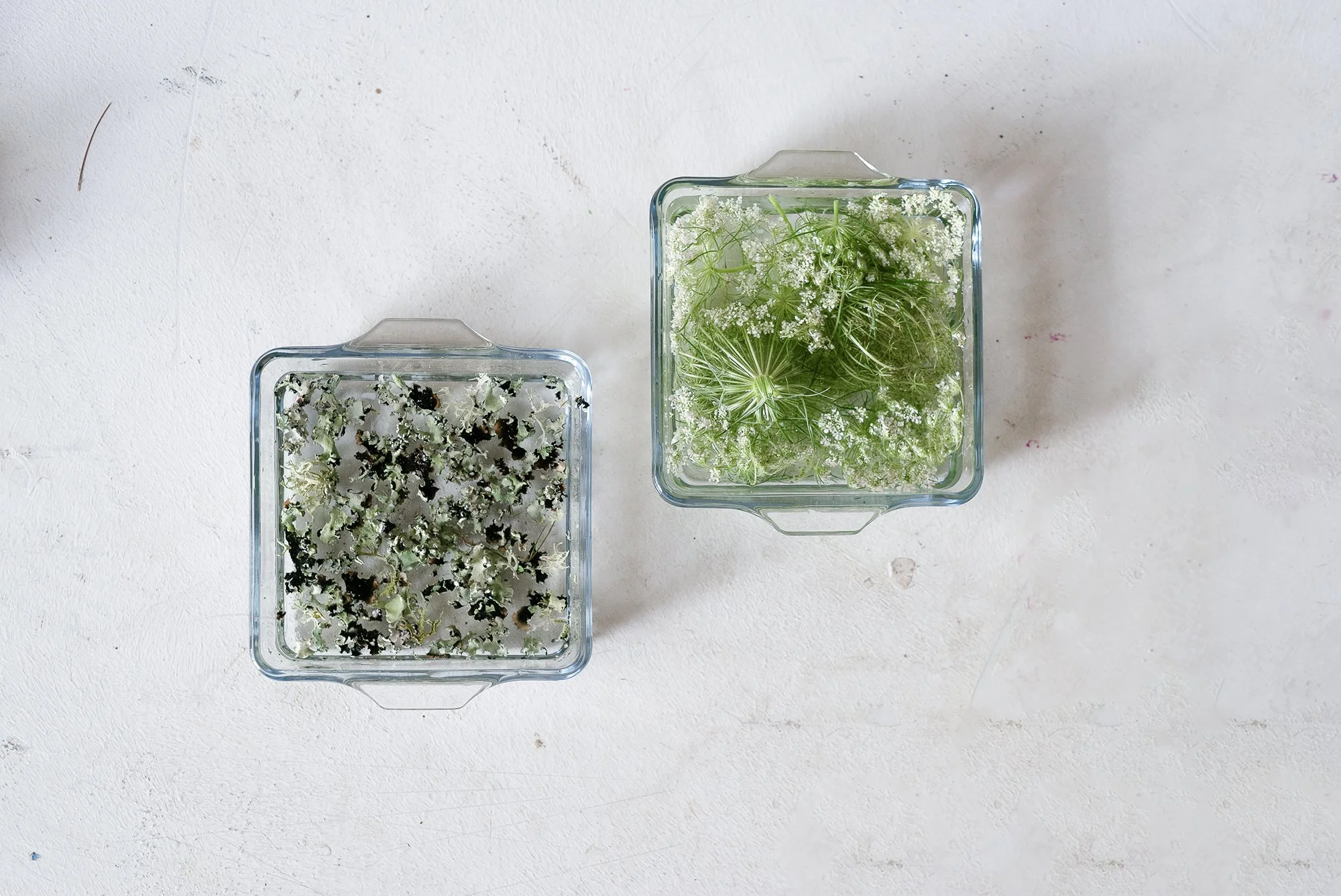 Landscape Cooking, foraged wild carrots and lichen