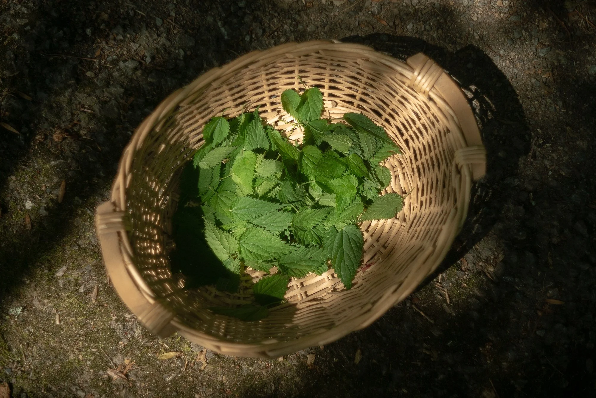 Landscape Cooking, foraged wild nettles