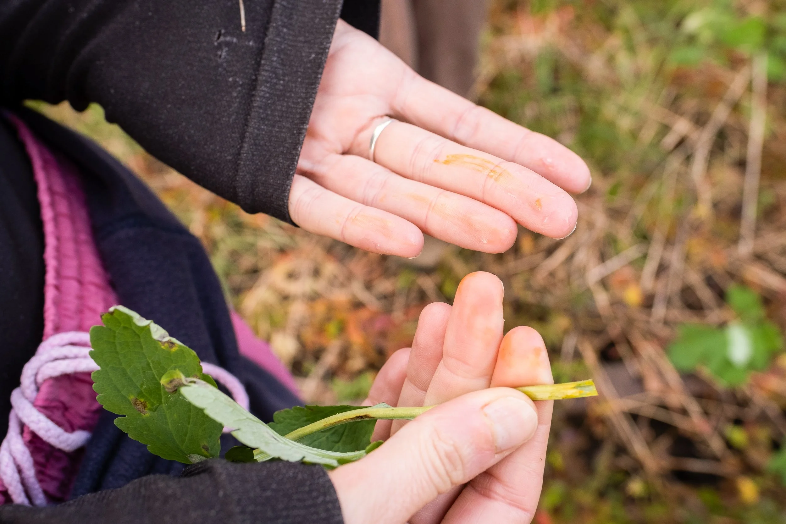 Alchemical Kitchen, foraging and experimenting with natural inks