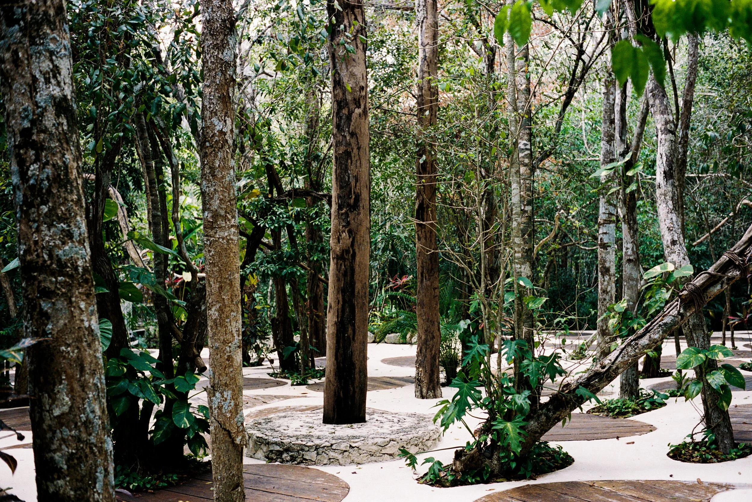 A dense tropical forest with tall trees, green foliage, and a sandy pathway, featuring a stone well-like structure around one trees trunk.