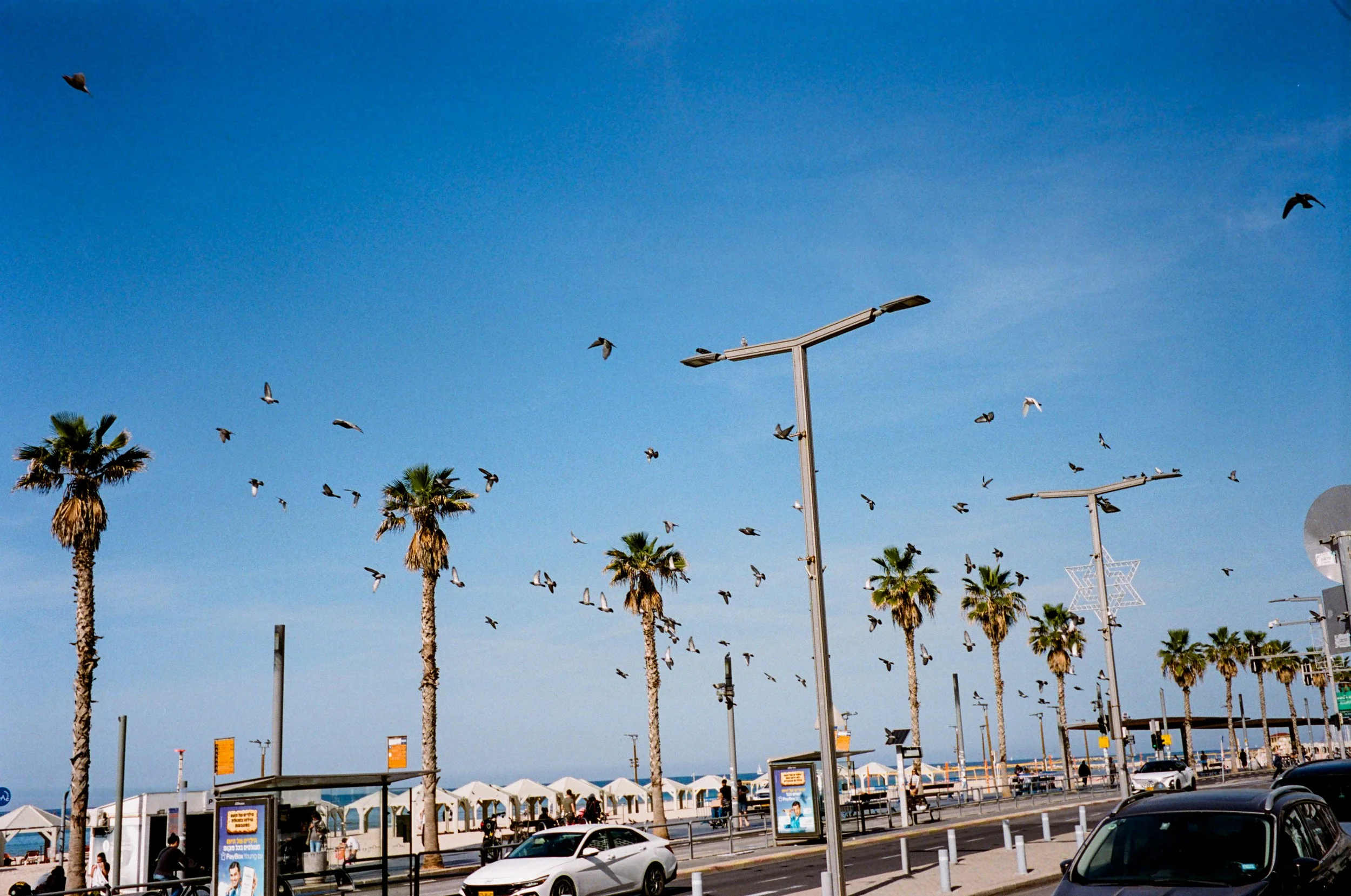 Palm trees along a street with birds flying in a blue sky, and beach umbrellas in the background.